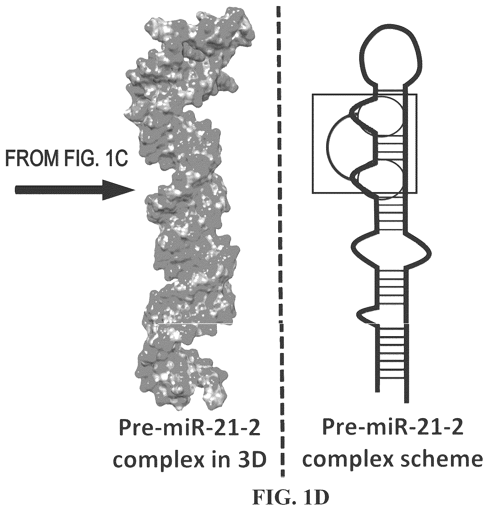 Patent US12617757 Figure 4 – Compounds and modules for inhibition of pre-miR-21 and their use in treatment of certain cancers