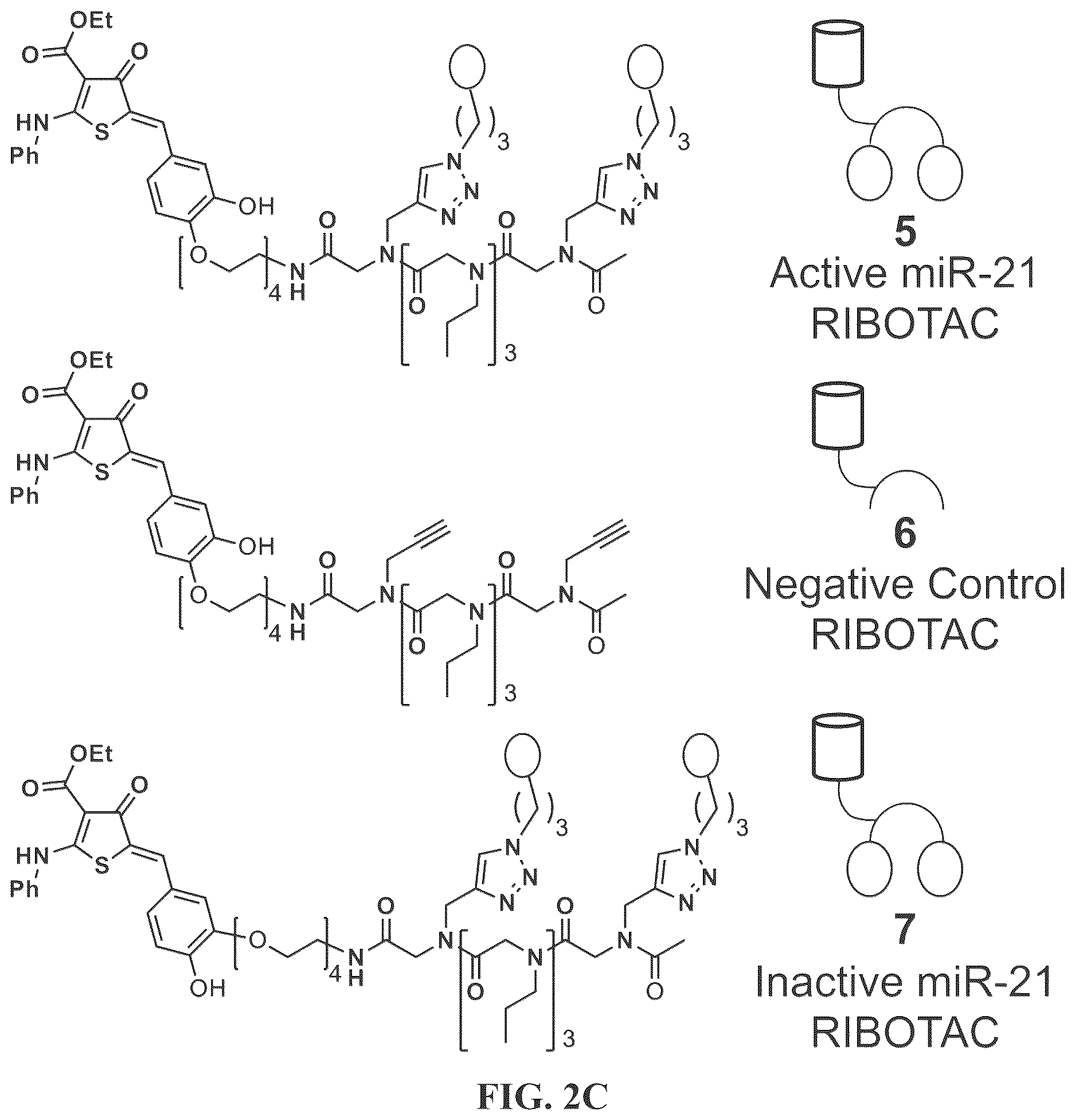 Patent US12617757 Figure 7 – Compounds and modules for inhibition of pre-miR-21 and their use in treatment of certain cancers