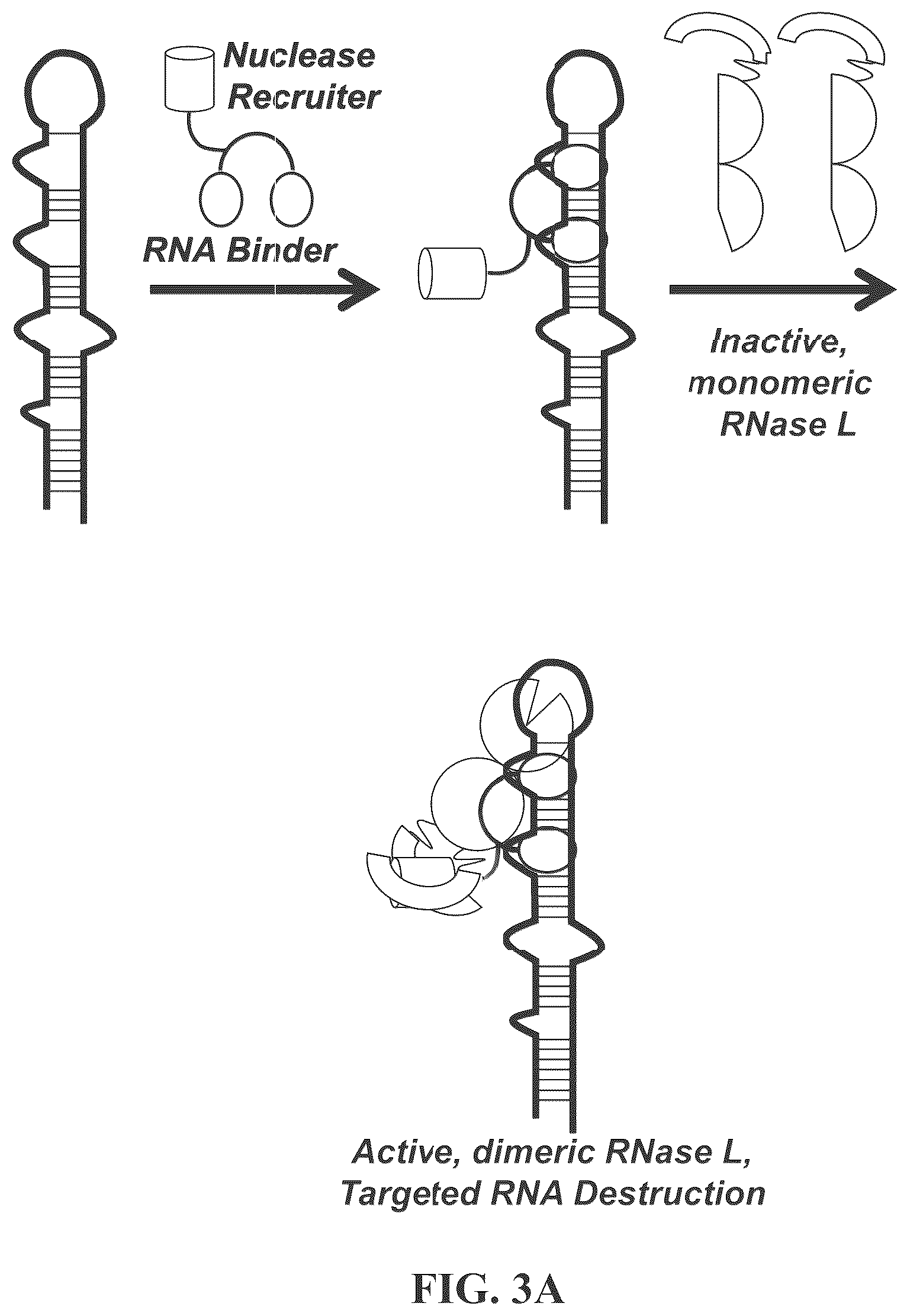 Patent US12617757 Figure 8 – Compounds and modules for inhibition of pre-miR-21 and their use in treatment of certain cancers