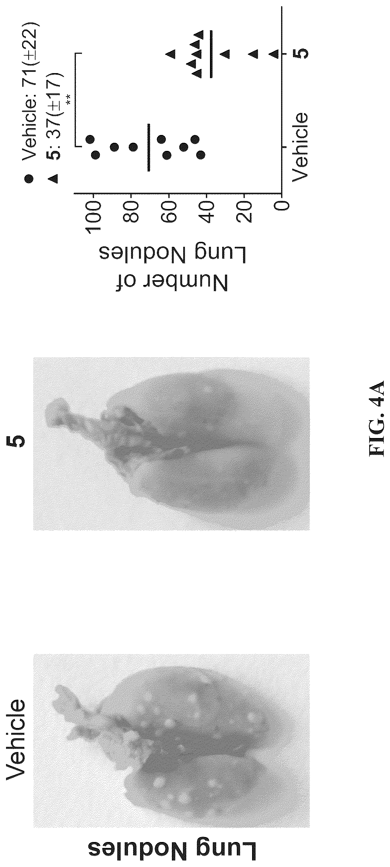 Patent US12617757 Figure 13 – Compounds and modules for inhibition of pre-miR-21 and their use in treatment of certain cancers