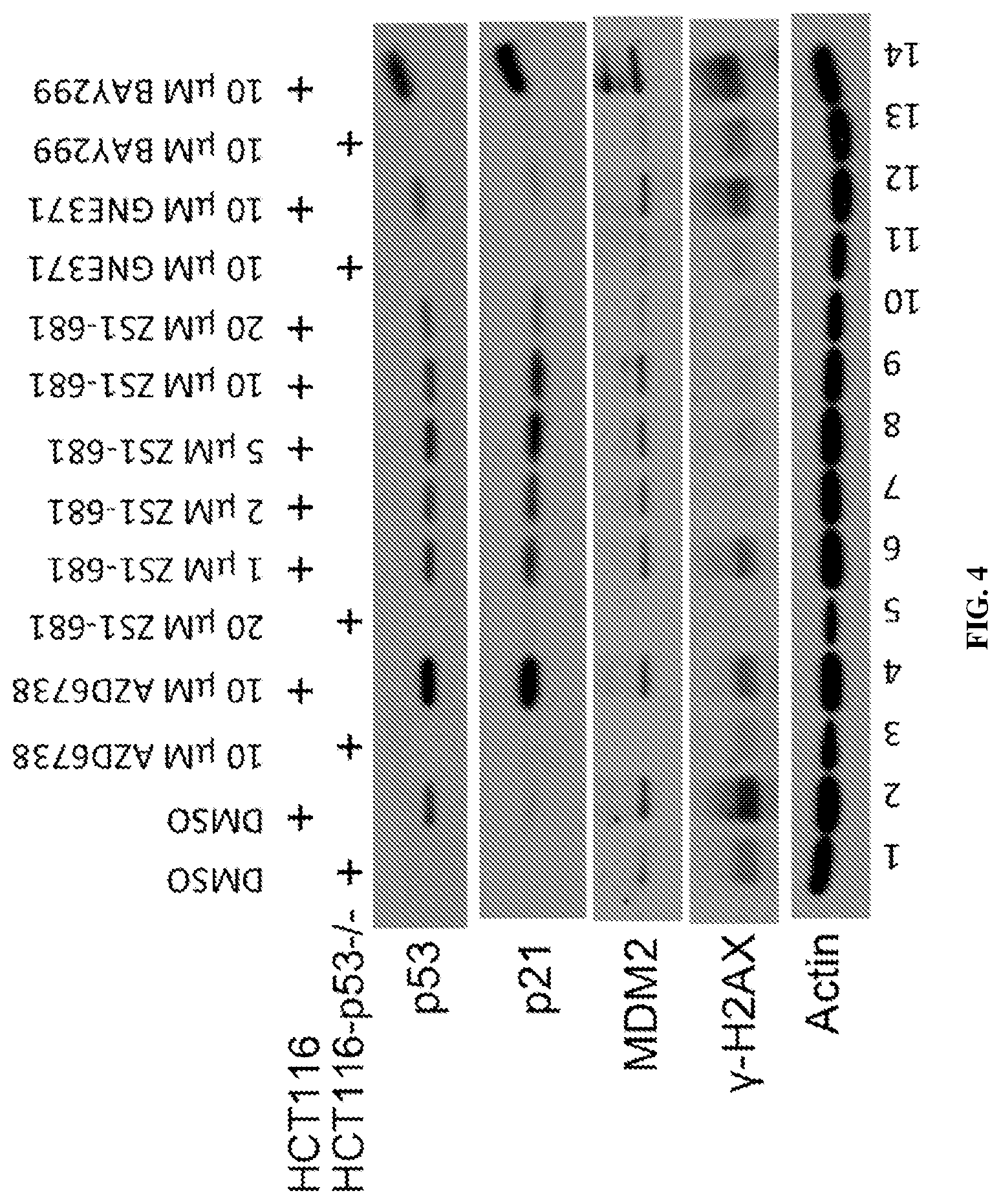 Patent US12617787 Figure 7 – Merged scaffold TAF1 inhibitors