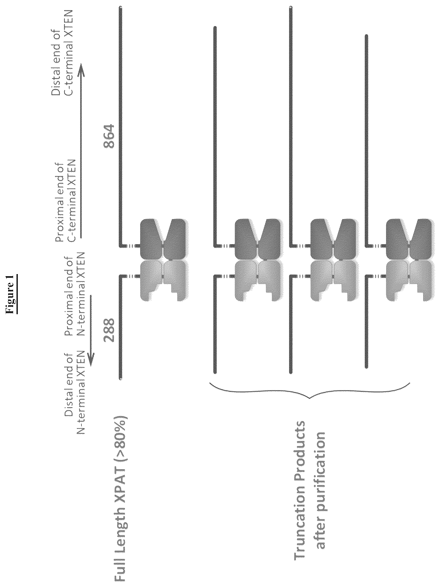 Patent US12617815 Figure 1 – Barcoded XTEN polypeptides and compositions thereof, and methods for making and using the same