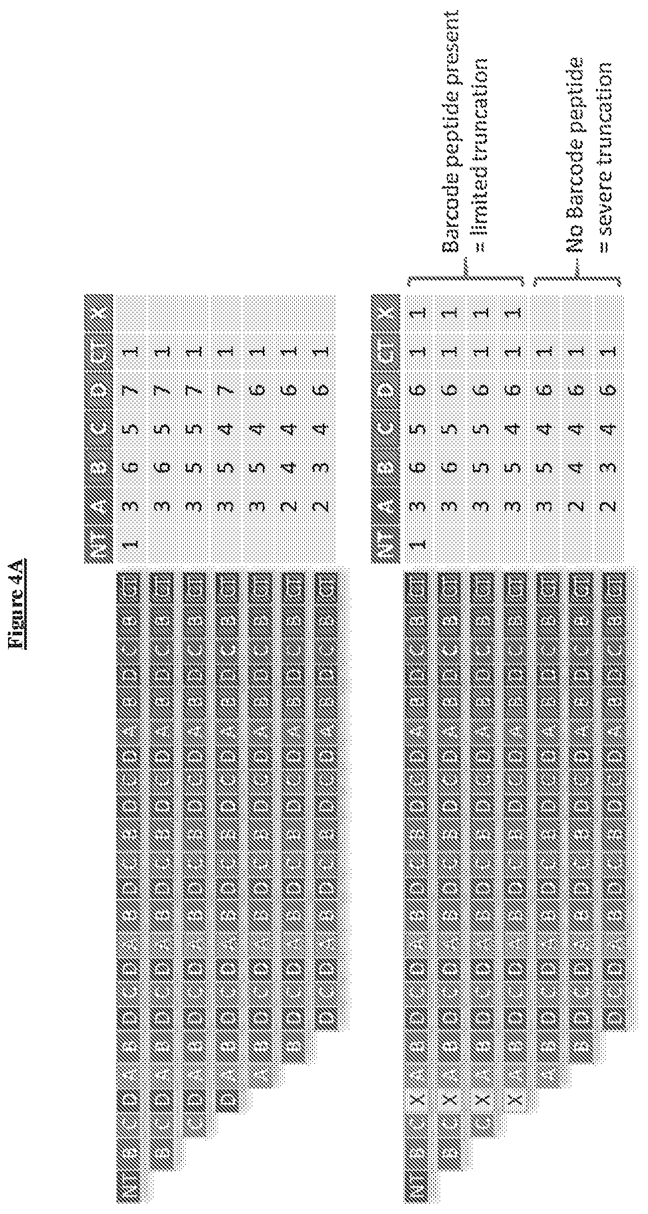 Patent US12617815 Figure 4 – Barcoded XTEN polypeptides and compositions thereof, and methods for making and using the same