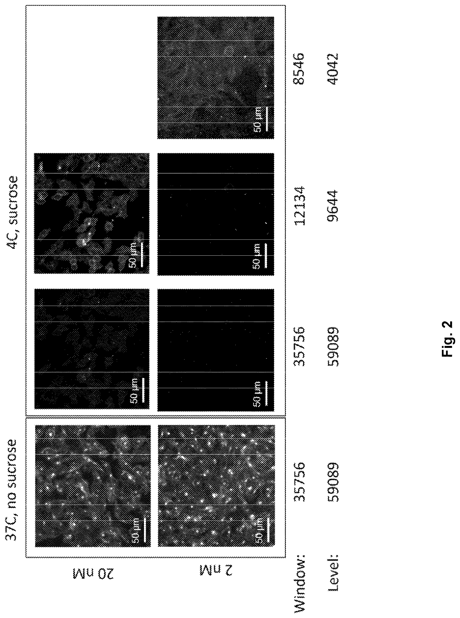 Patent US12617816 Figure 2 – Composition and method for in vivo assay of opioid receptors