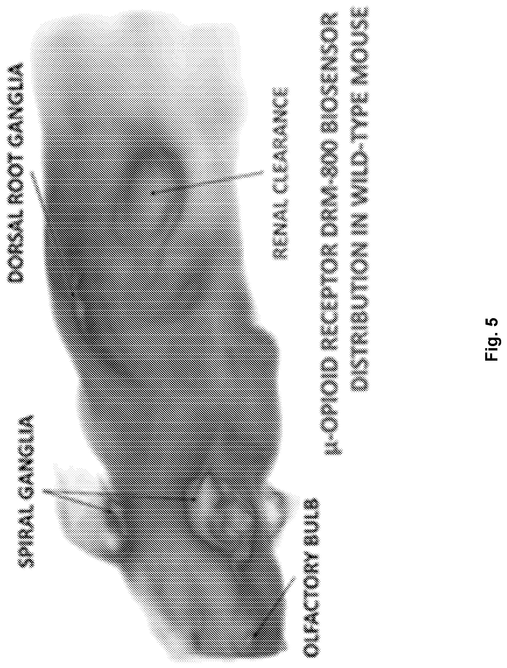 Patent US12617816 Figure 5 – Composition and method for in vivo assay of opioid receptors