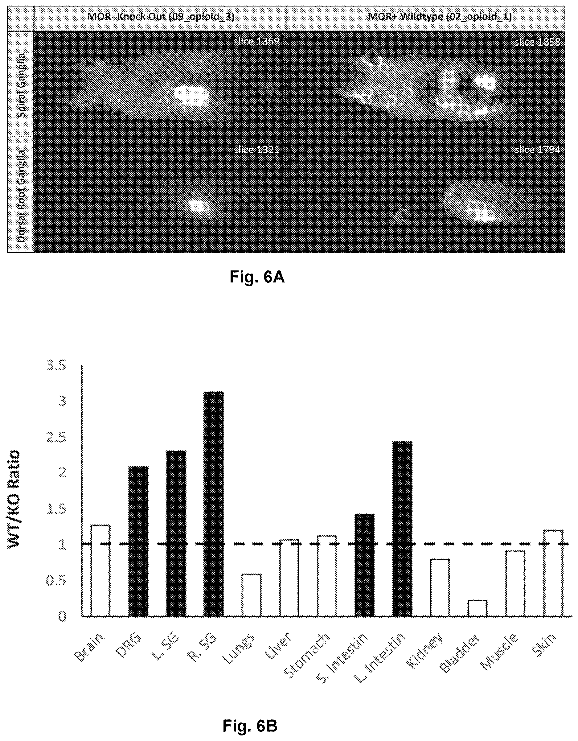 Patent US12617816 Figure 6 – Composition and method for in vivo assay of opioid receptors
