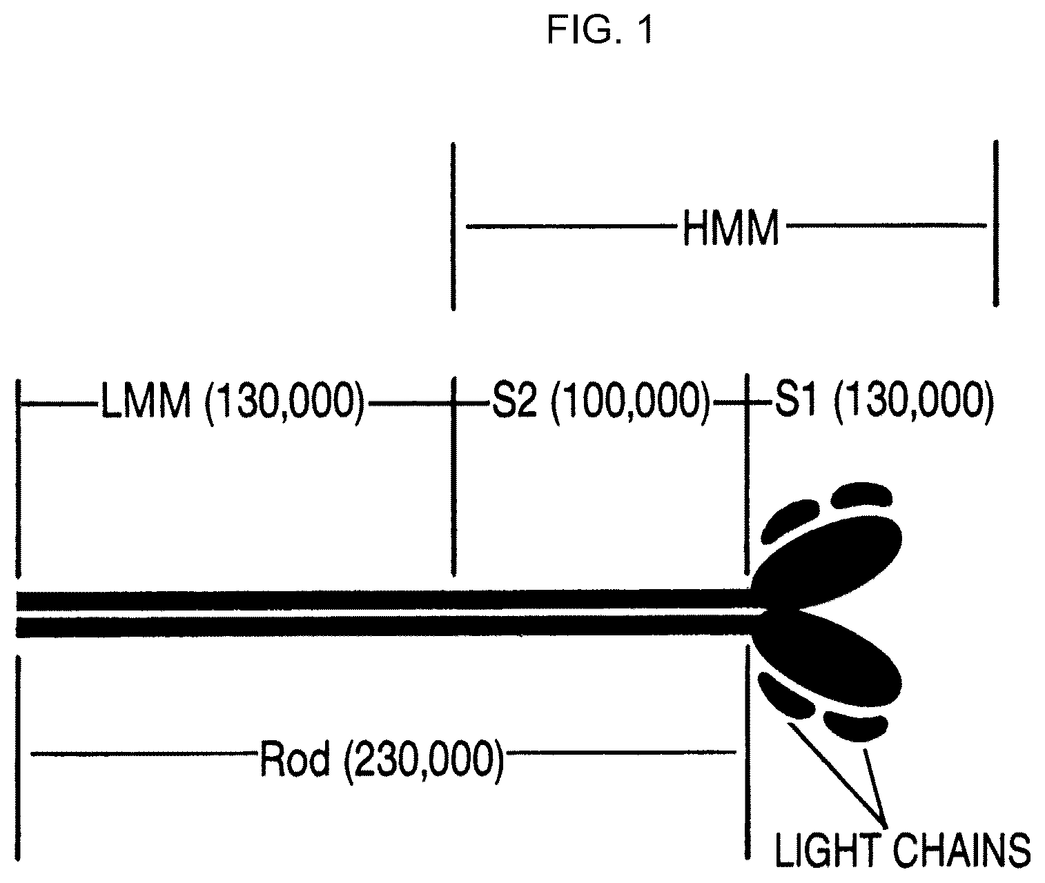 Patent US12617818 Figure 1 – Compositions and methods for modulating myosin subfragment-2 coiled coil stability and methods for using them