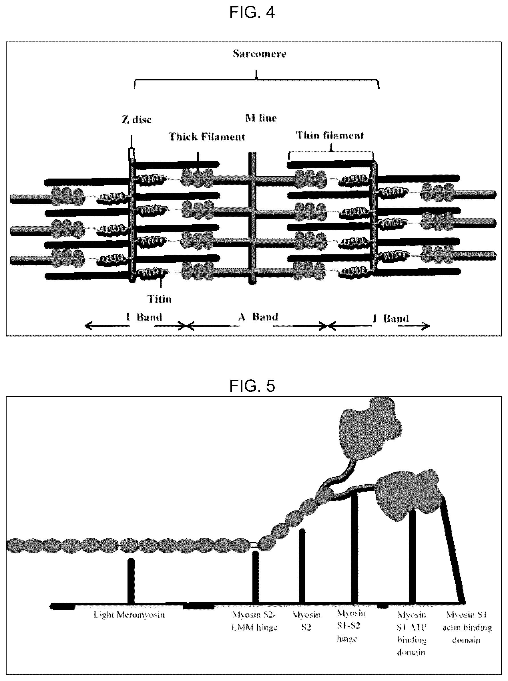 Patent US12617818 Figure 3 – Compositions and methods for modulating myosin subfragment-2 coiled coil stability and methods for using them