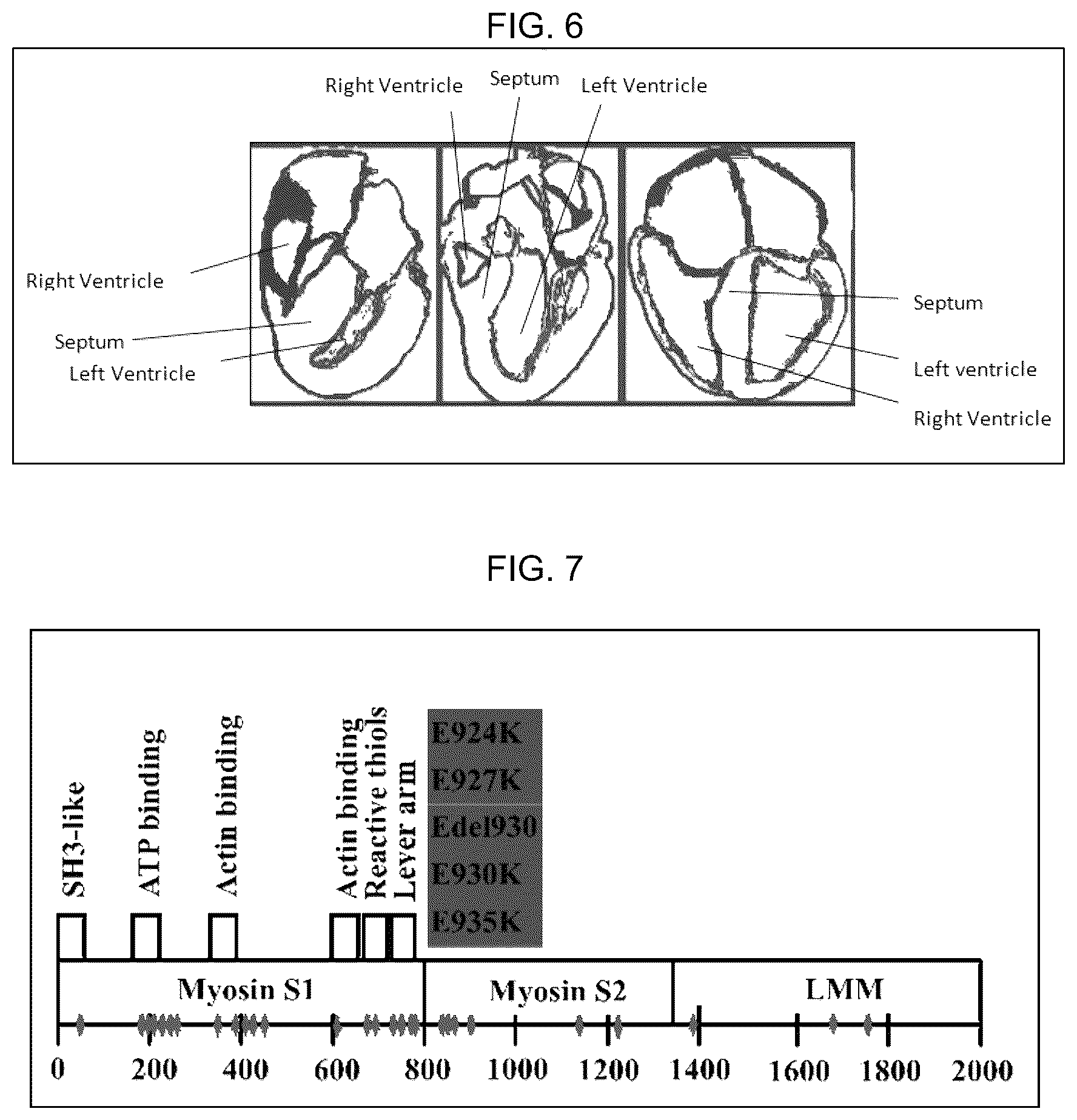 Patent US12617818 Figure 4 – Compositions and methods for modulating myosin subfragment-2 coiled coil stability and methods for using them