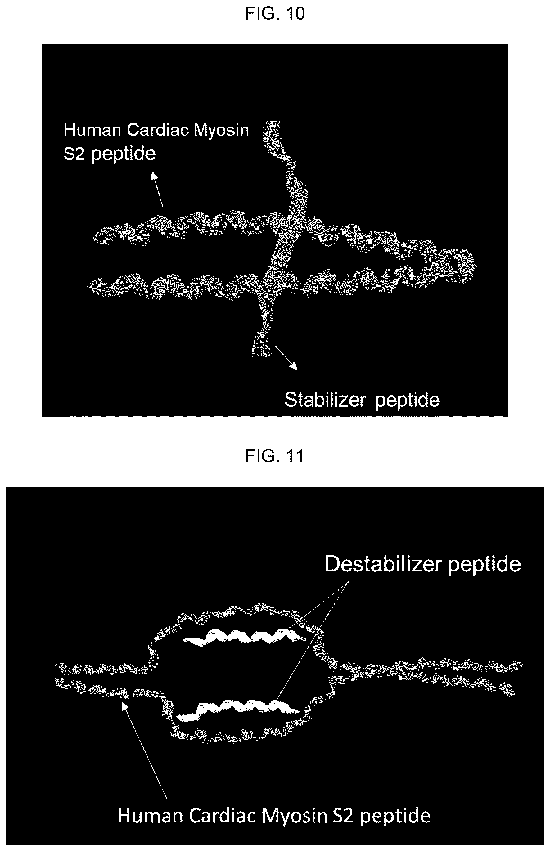 Patent US12617818 Figure 6 – Compositions and methods for modulating myosin subfragment-2 coiled coil stability and methods for using them