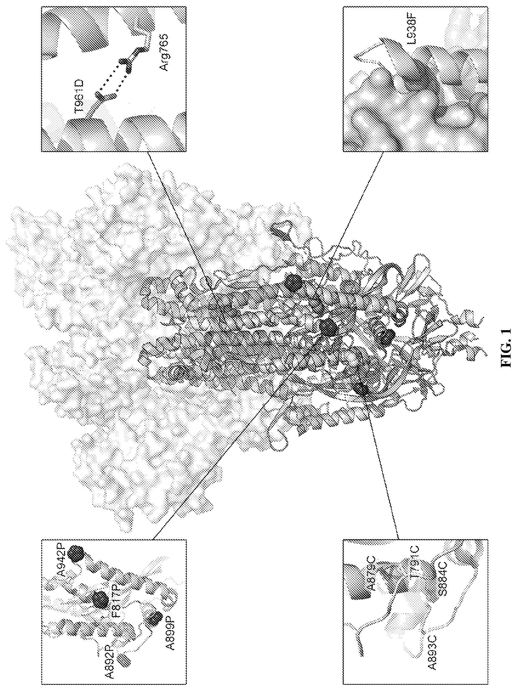 Patent US12617820 Figure 1 – Engineered coronavirus spike (s) protein and methods of use thereof