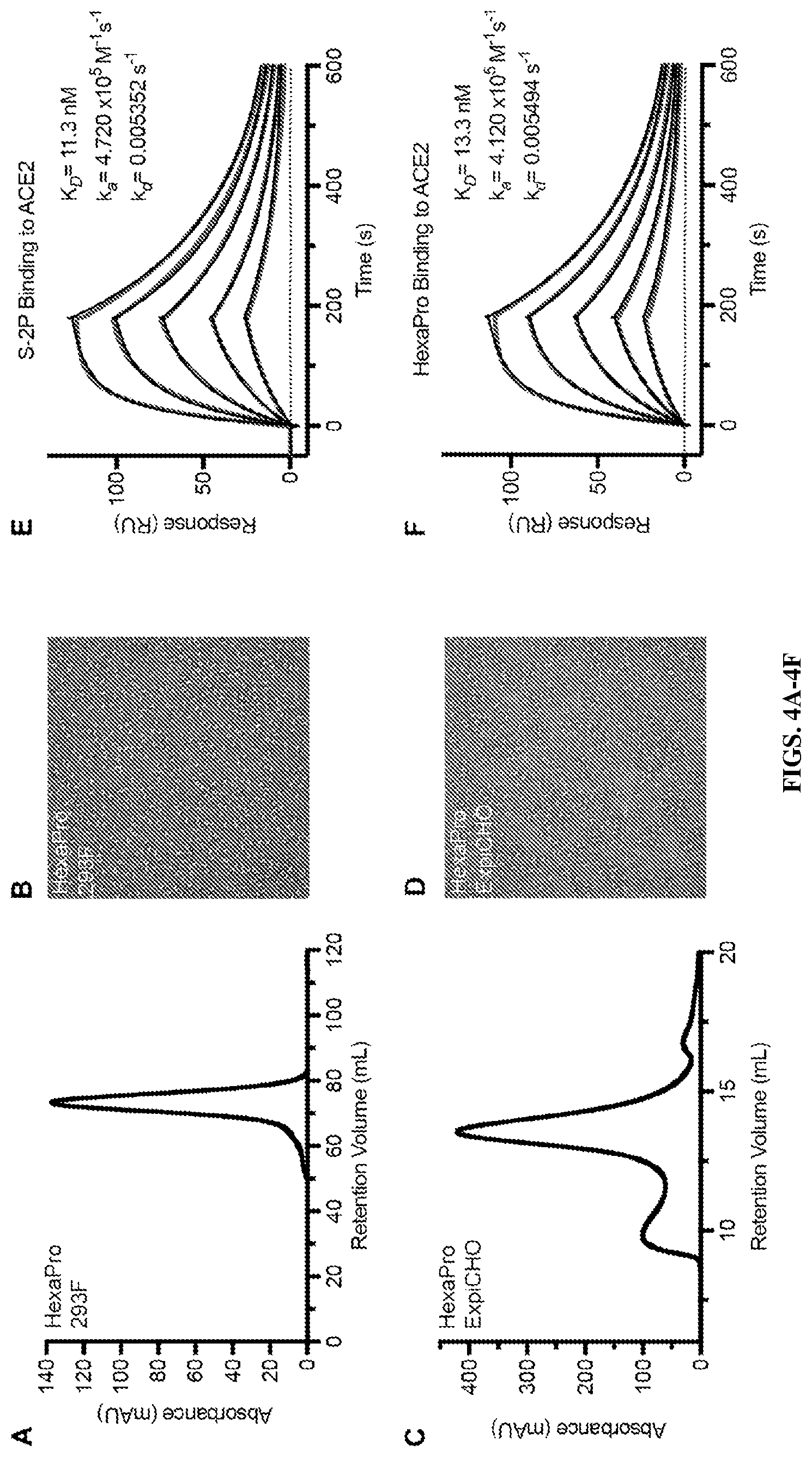 Patent US12617820 Figure 5 – Engineered coronavirus spike (s) protein and methods of use thereof