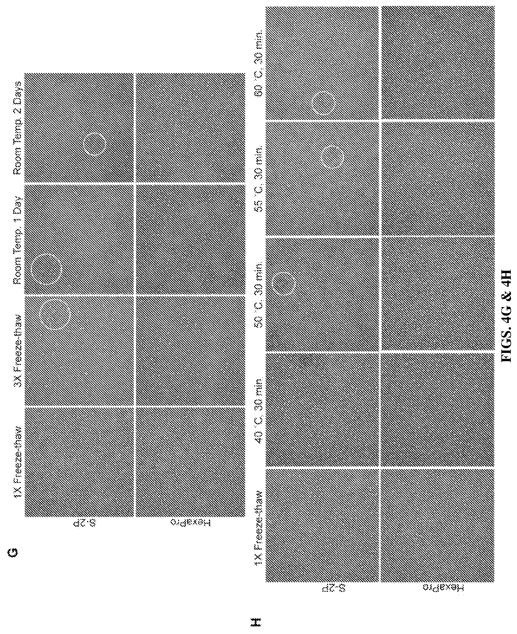 Patent US12617820 Figure 6 – Engineered coronavirus spike (s) protein and methods of use thereof