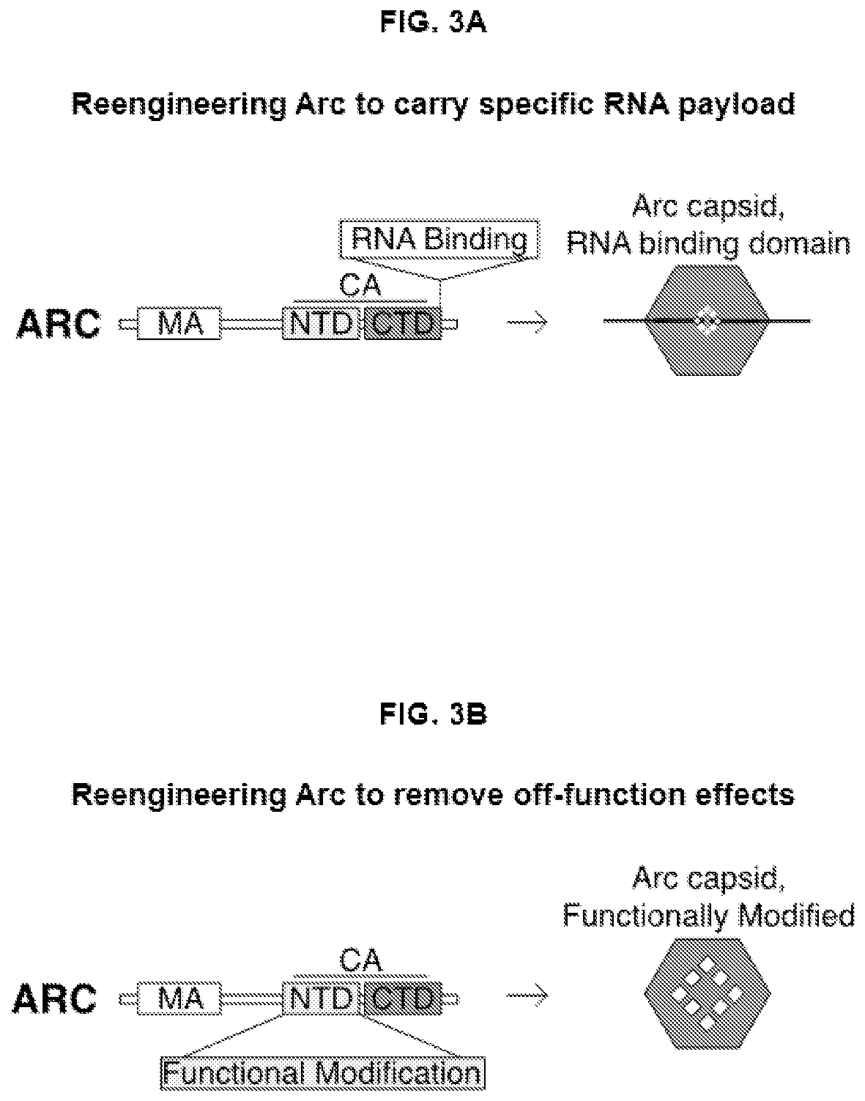 Patent US12617822 Figure 2 – Arc-based capsids and uses thereof