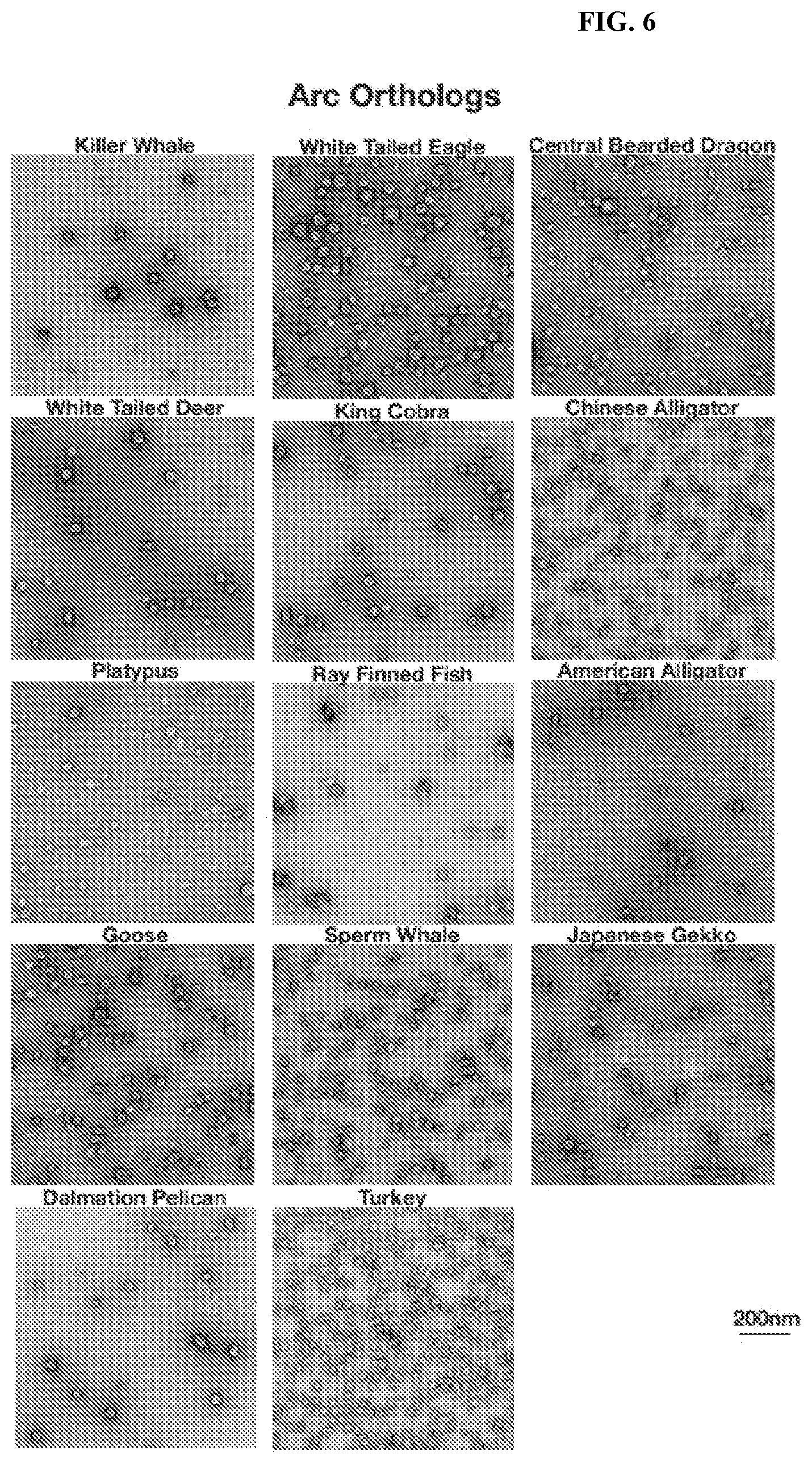 Patent US12617822 Figure 5 – Arc-based capsids and uses thereof