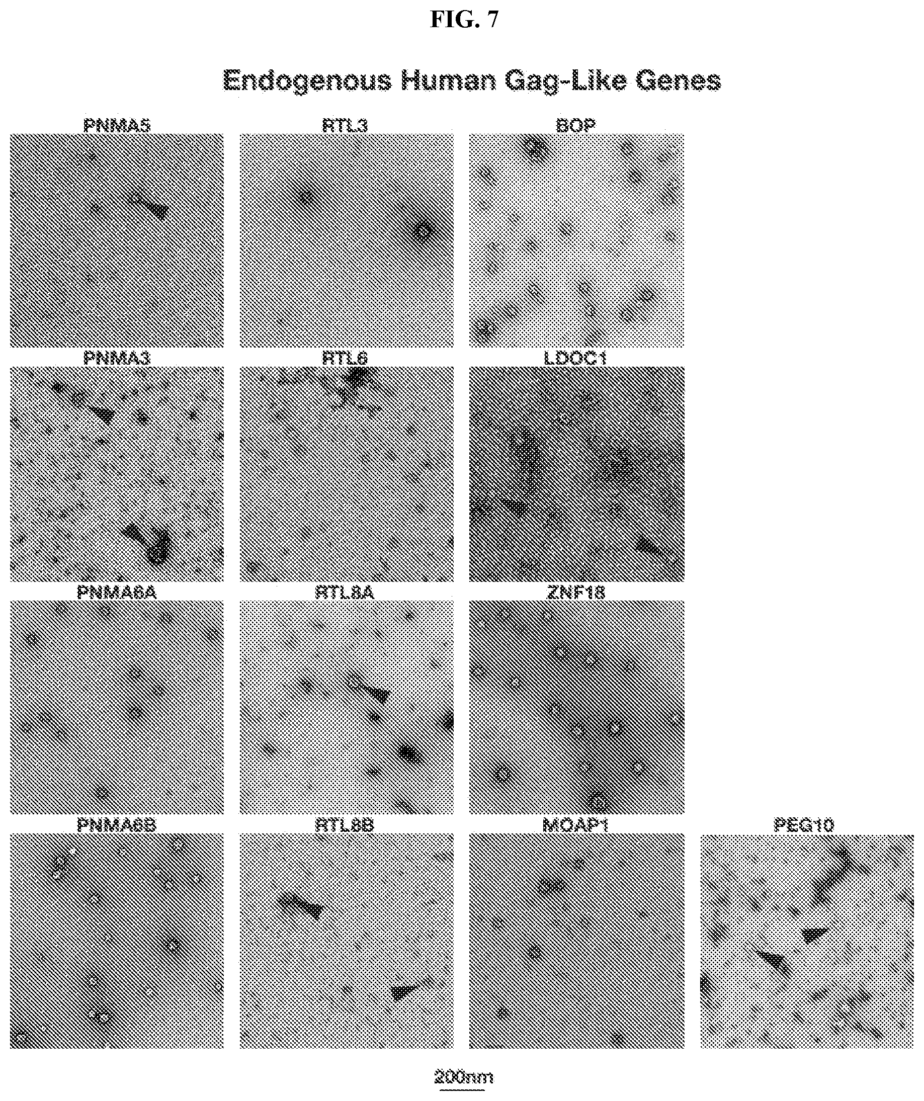 Patent US12617822 Figure 6 – Arc-based capsids and uses thereof