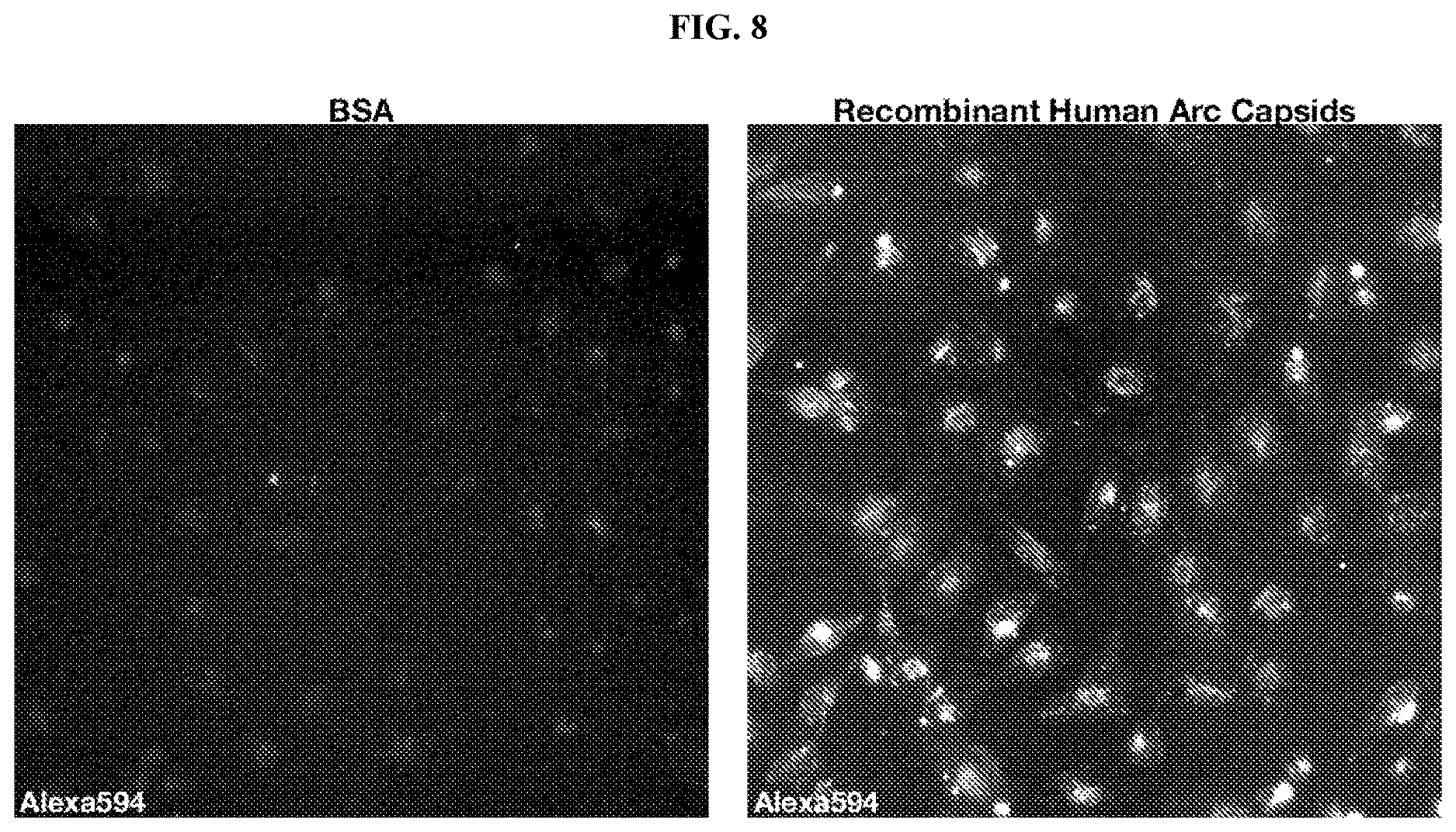 Patent US12617822 Figure 7 – Arc-based capsids and uses thereof