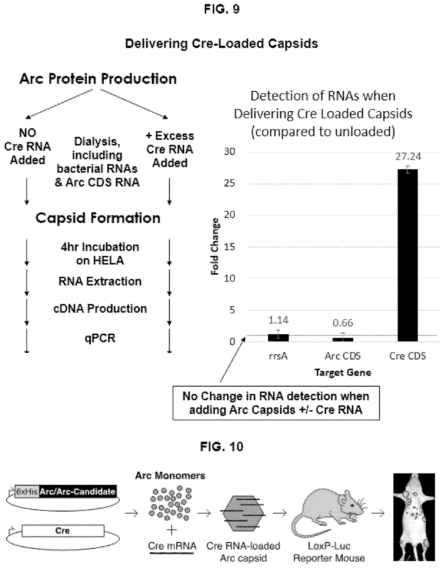 Patent US12617822 Figure 8 – Arc-based capsids and uses thereof