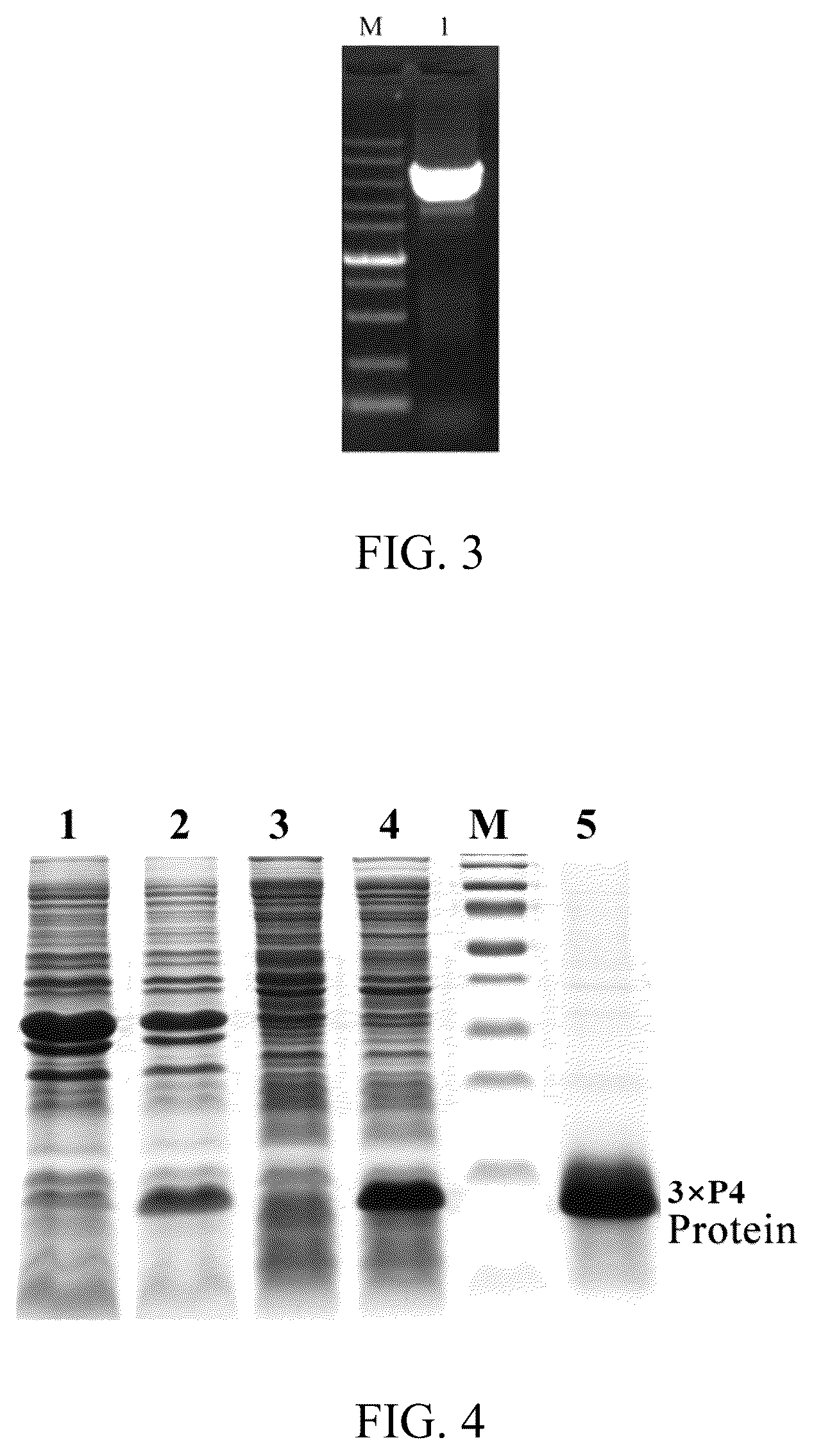 Patent US12617823 Figure 2 – Broad-spectrum peptide antigen of the novel coronavirus SARS-COV-2, specific neutralizing antibody and use thereof
