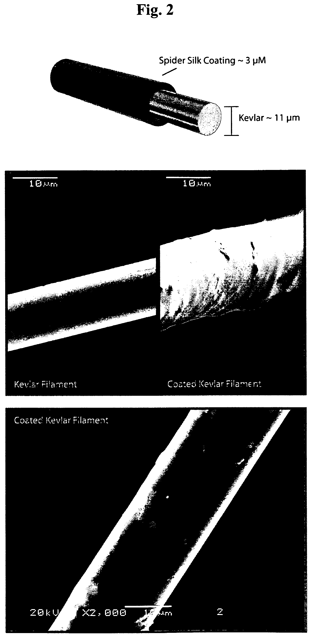 Patent US12617824 Figure 2 – Silk protein coatings