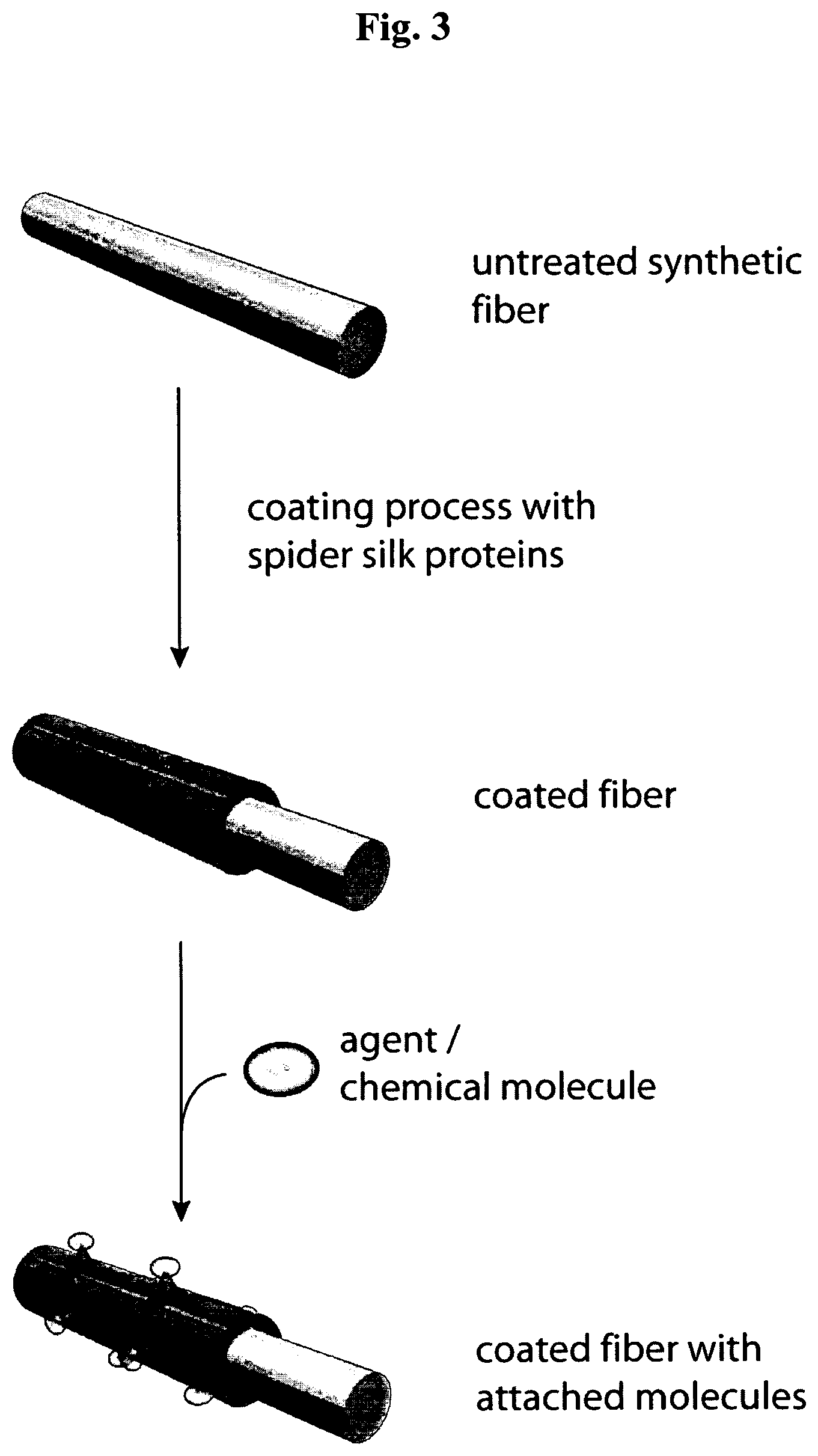 Patent US12617824 Figure 3 – Silk protein coatings