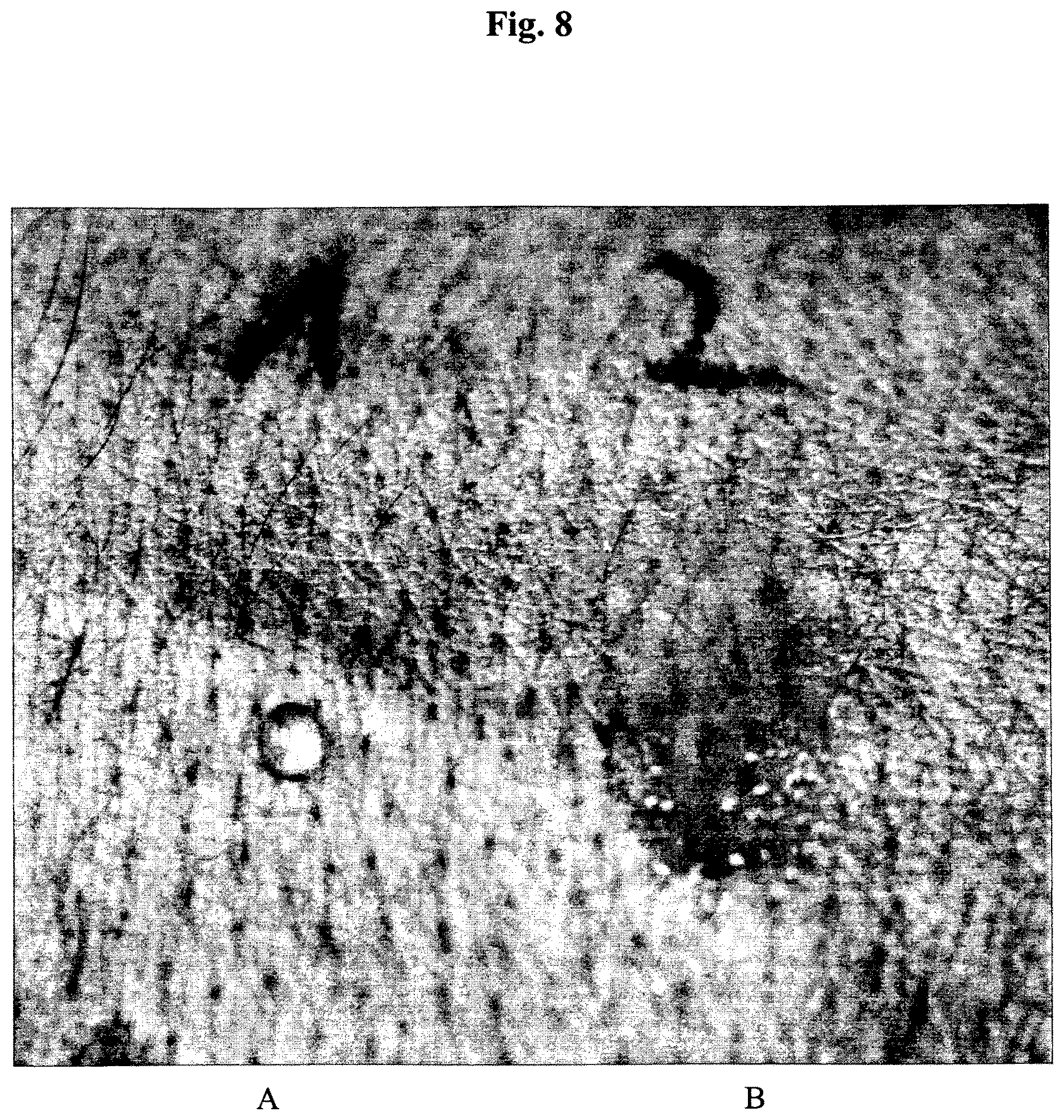 Patent US12617824 Figure 8 – Silk protein coatings