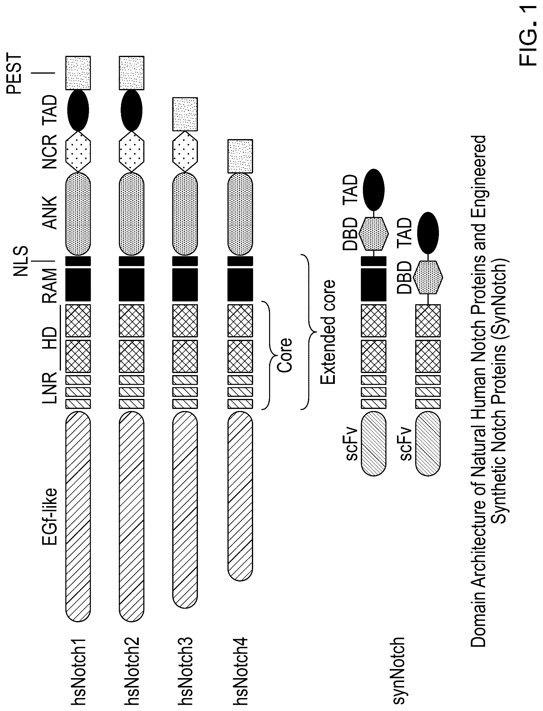 Patent US12617825 — Methods and compositions for reducing the immunogenicity of chimeric notch receptors — Figure 1