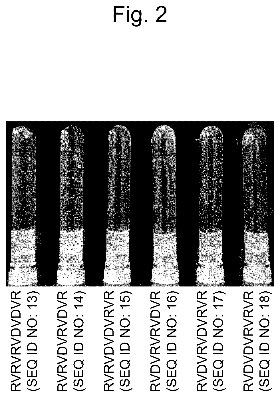 Patent US12617827 Figure 2 – Self-assembling peptide