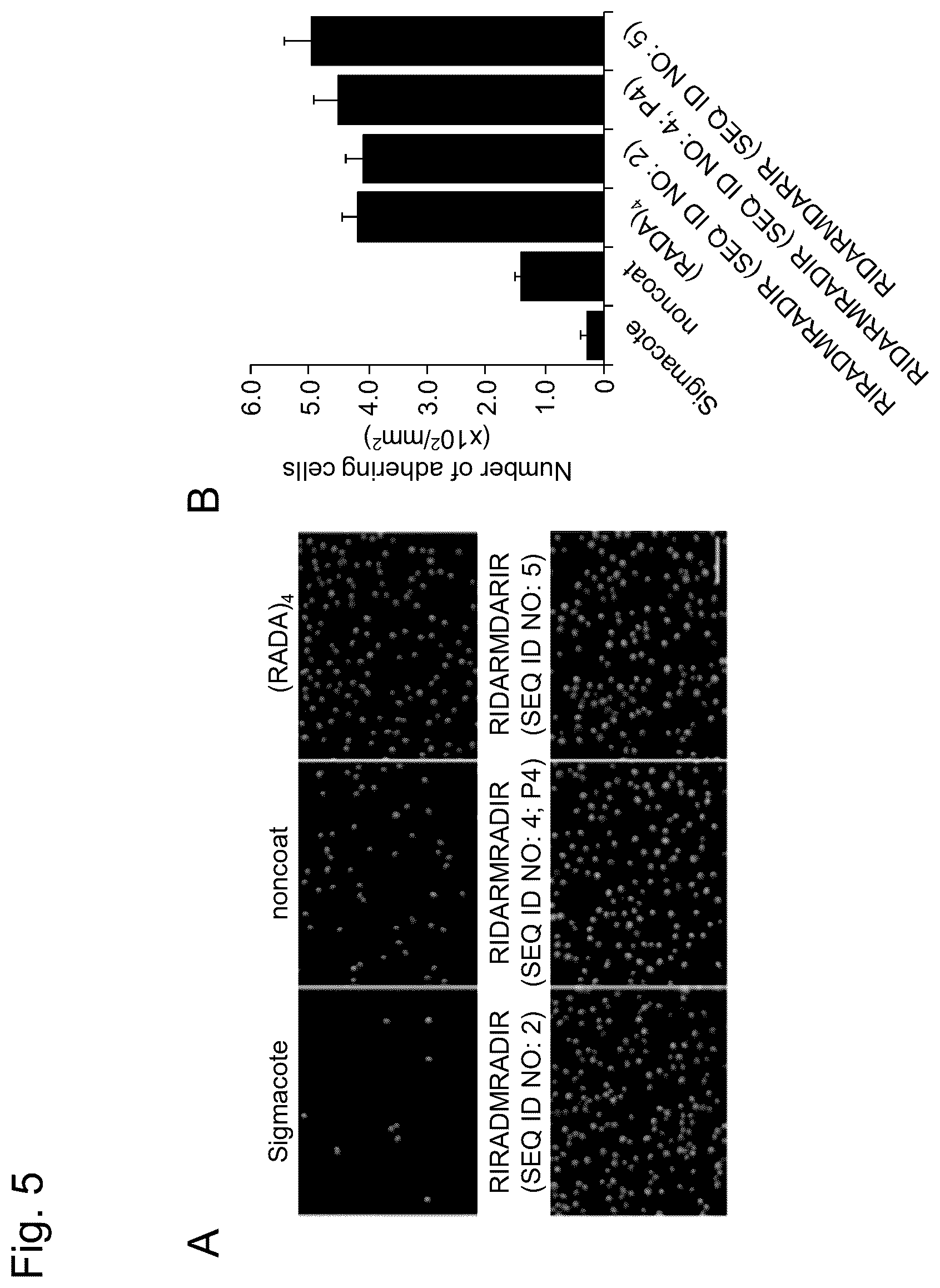 Patent US12617827 Figure 5 – Self-assembling peptide