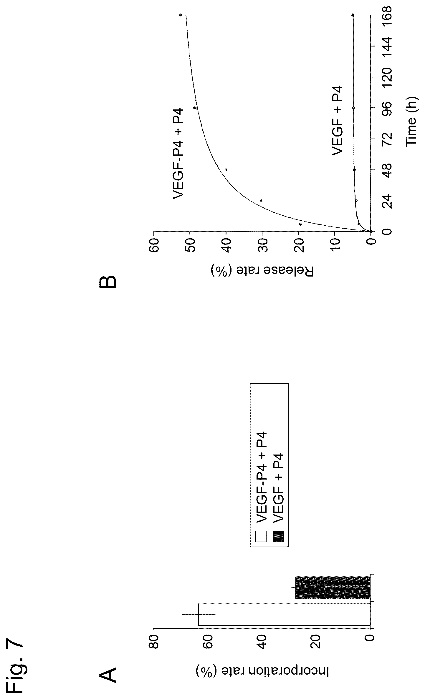 Patent US12617827 Figure 7 – Self-assembling peptide