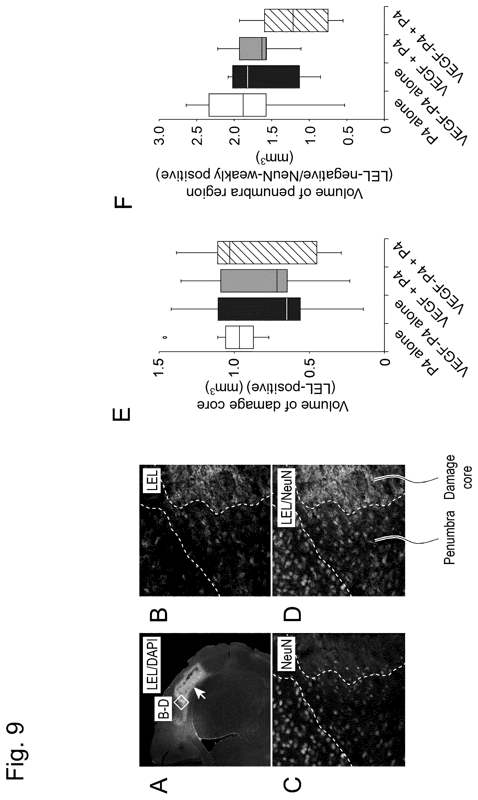 Patent US12617827 Figure 9 – Self-assembling peptide