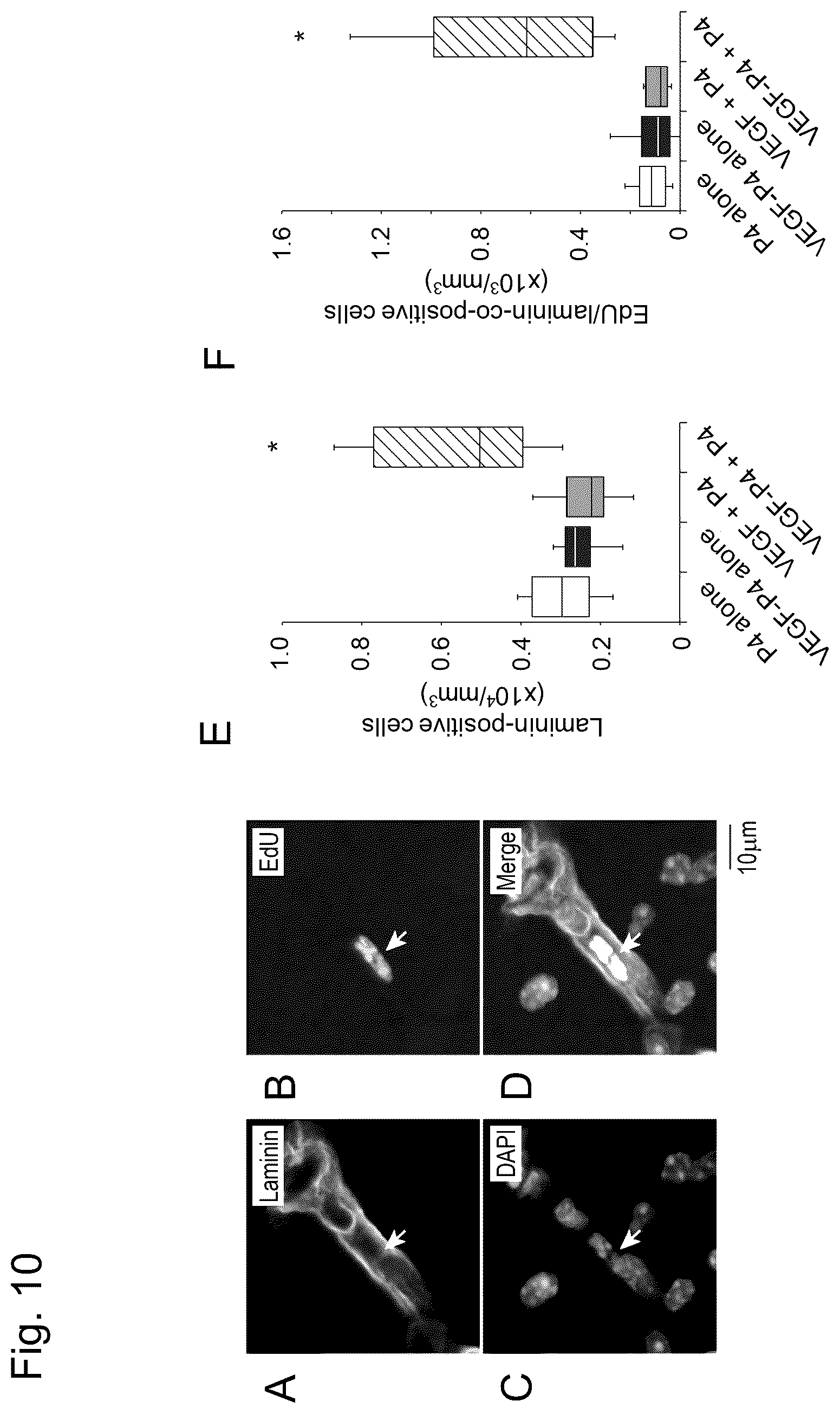 Patent US12617827 Figure 10 – Self-assembling peptide