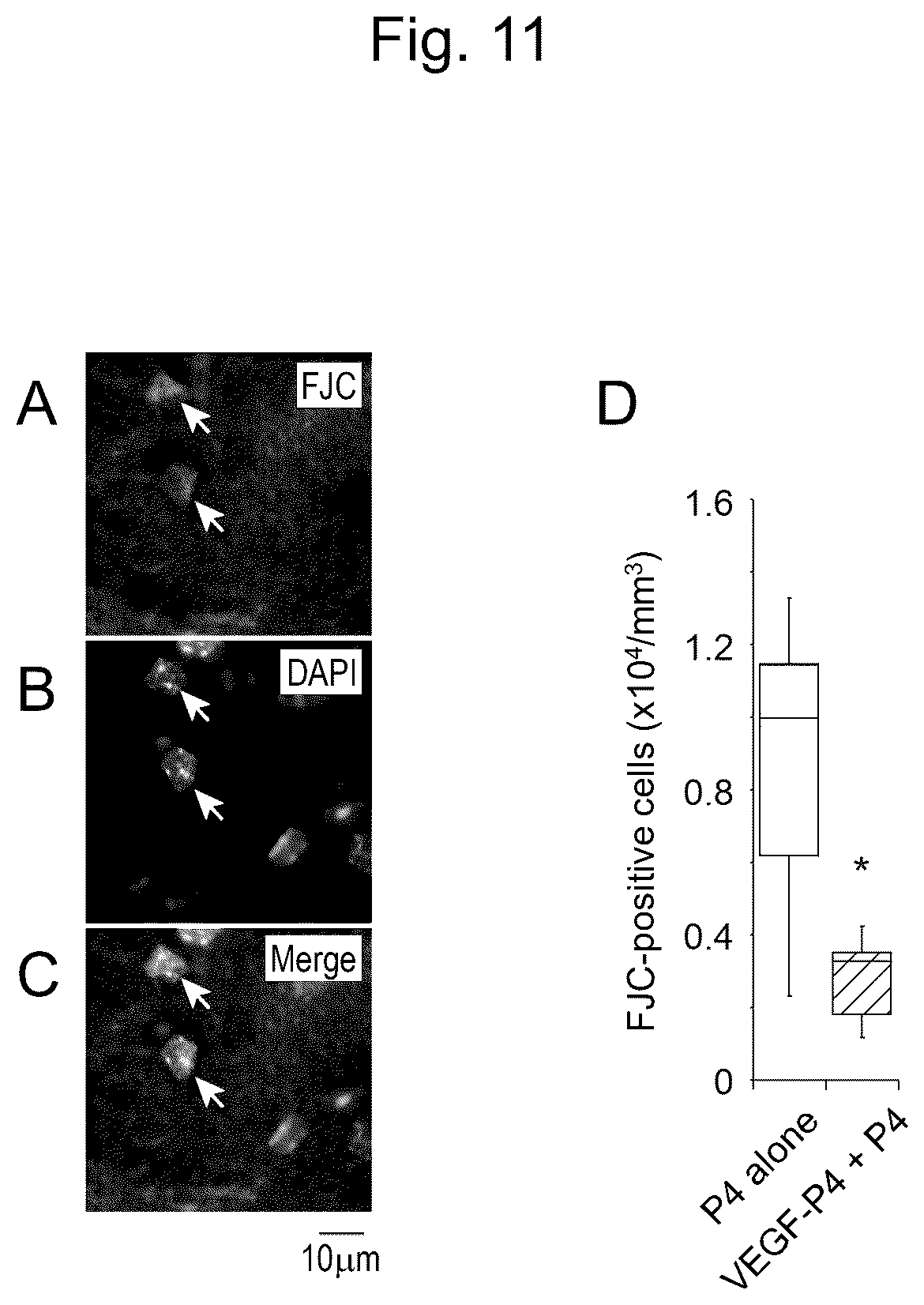 Patent US12617827 Figure 11 – Self-assembling peptide