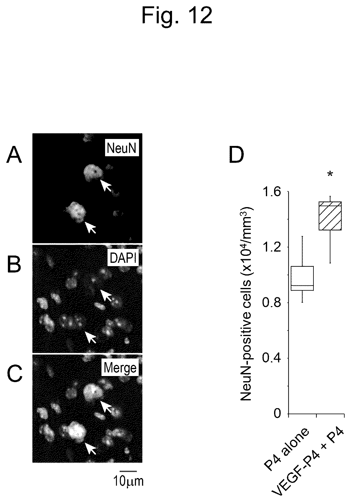 Patent US12617827 Figure 12 – Self-assembling peptide