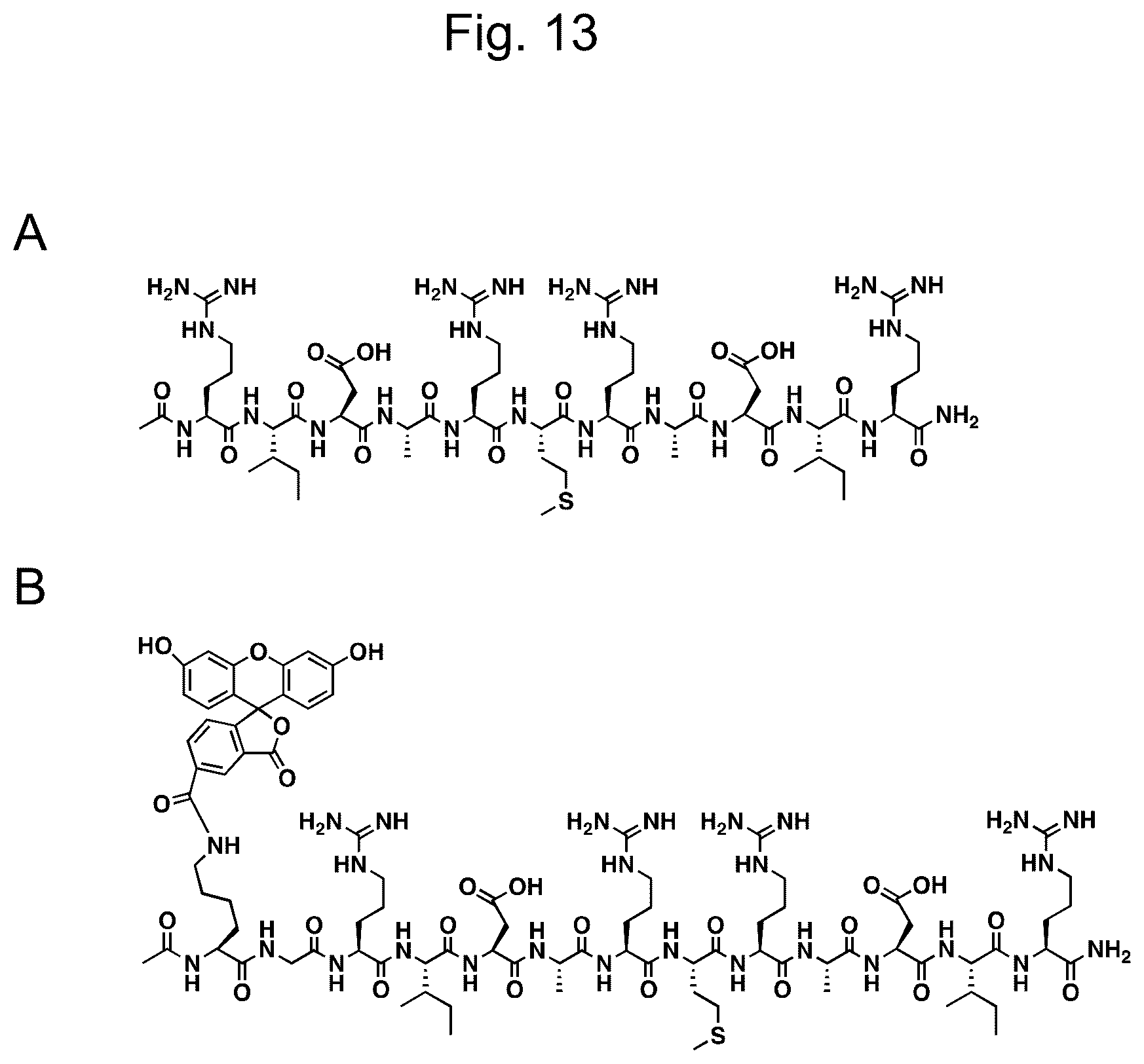 Patent US12617827 Figure 13 – Self-assembling peptide