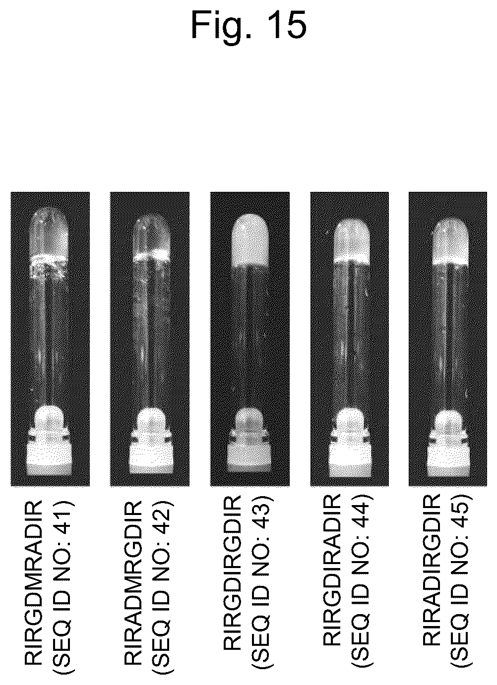 Patent US12617827 Figure 15 – Self-assembling peptide