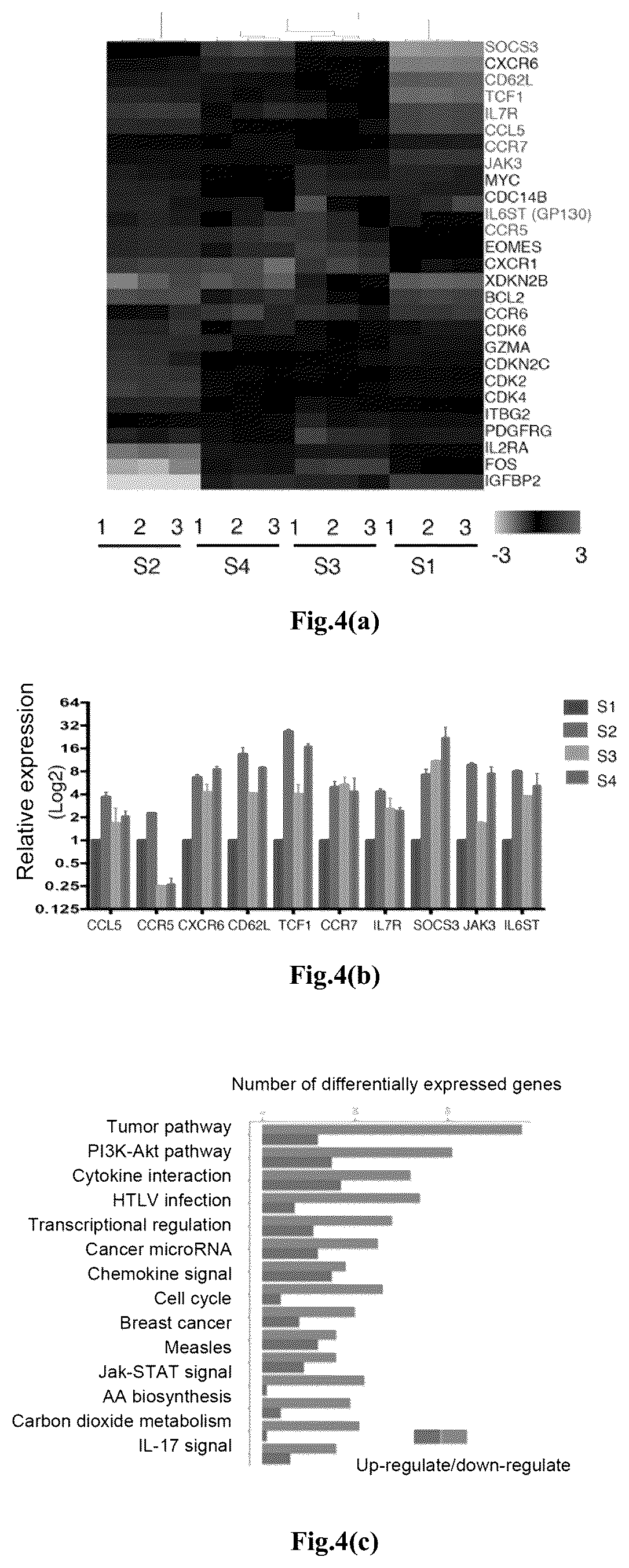 Patent US12617828 Figure 6 – Genetically modified immune cell, preparation method therefor, and application