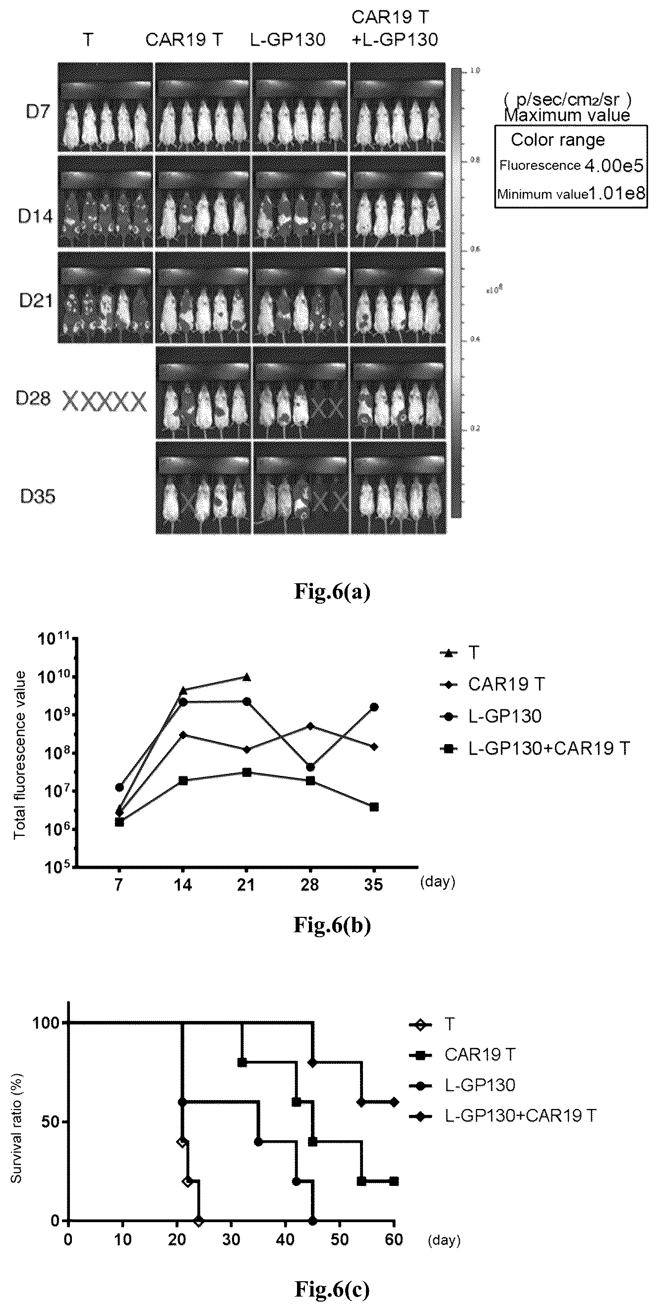Patent US12617828 Figure 8 – Genetically modified immune cell, preparation method therefor, and application