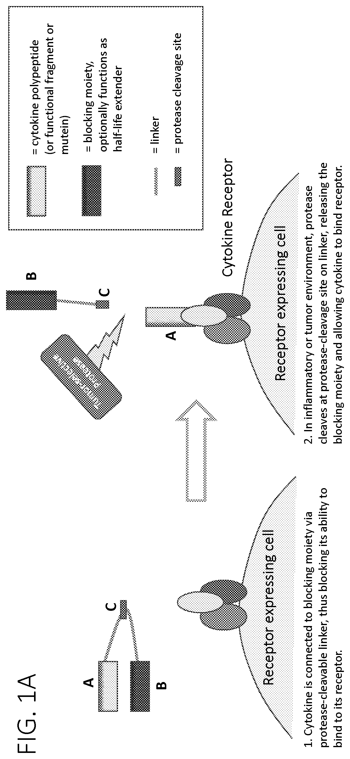 Patent US12617829 Figure 1 – Activatable cytokine polypeptides and methods of use thereof