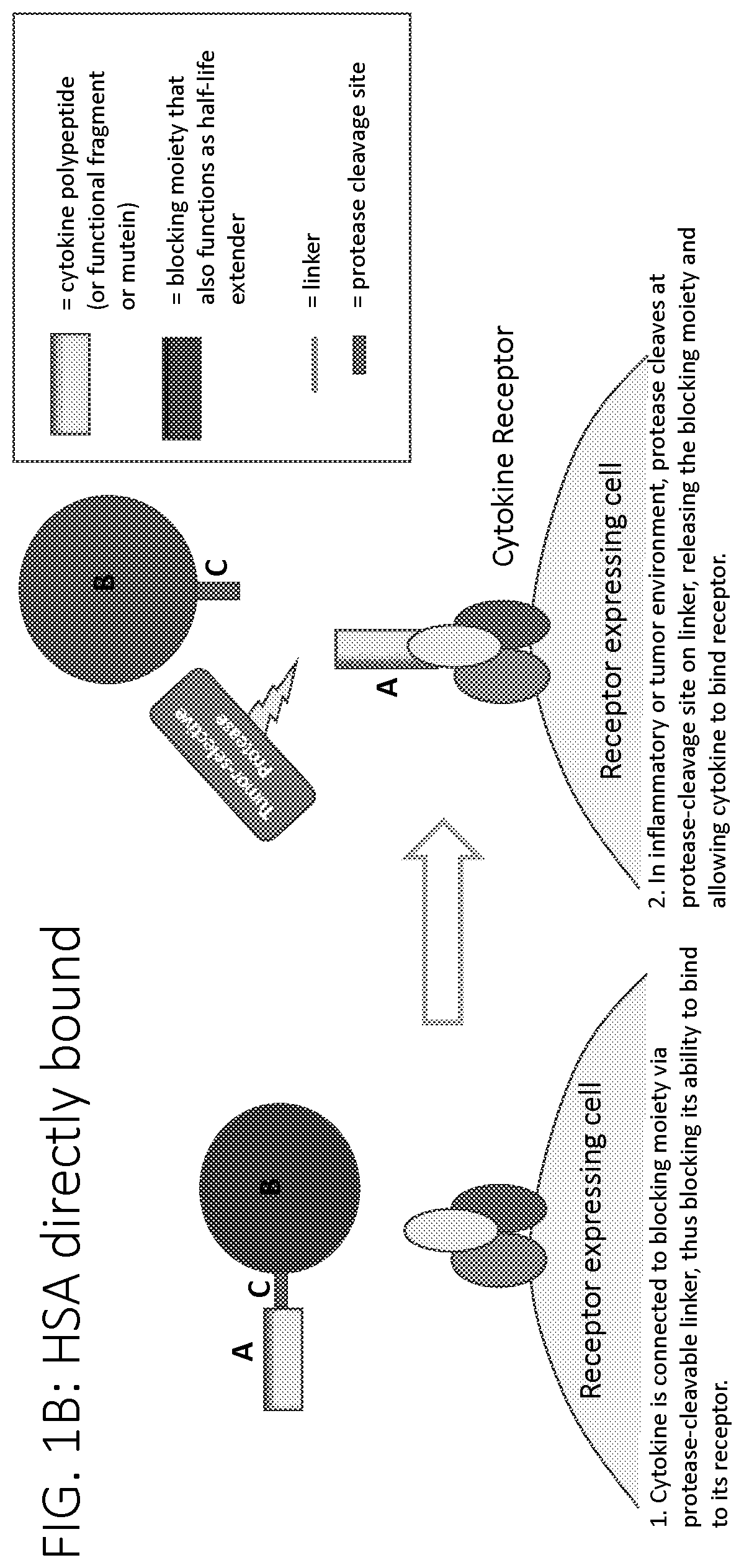 Patent US12617829 Figure 2 – Activatable cytokine polypeptides and methods of use thereof