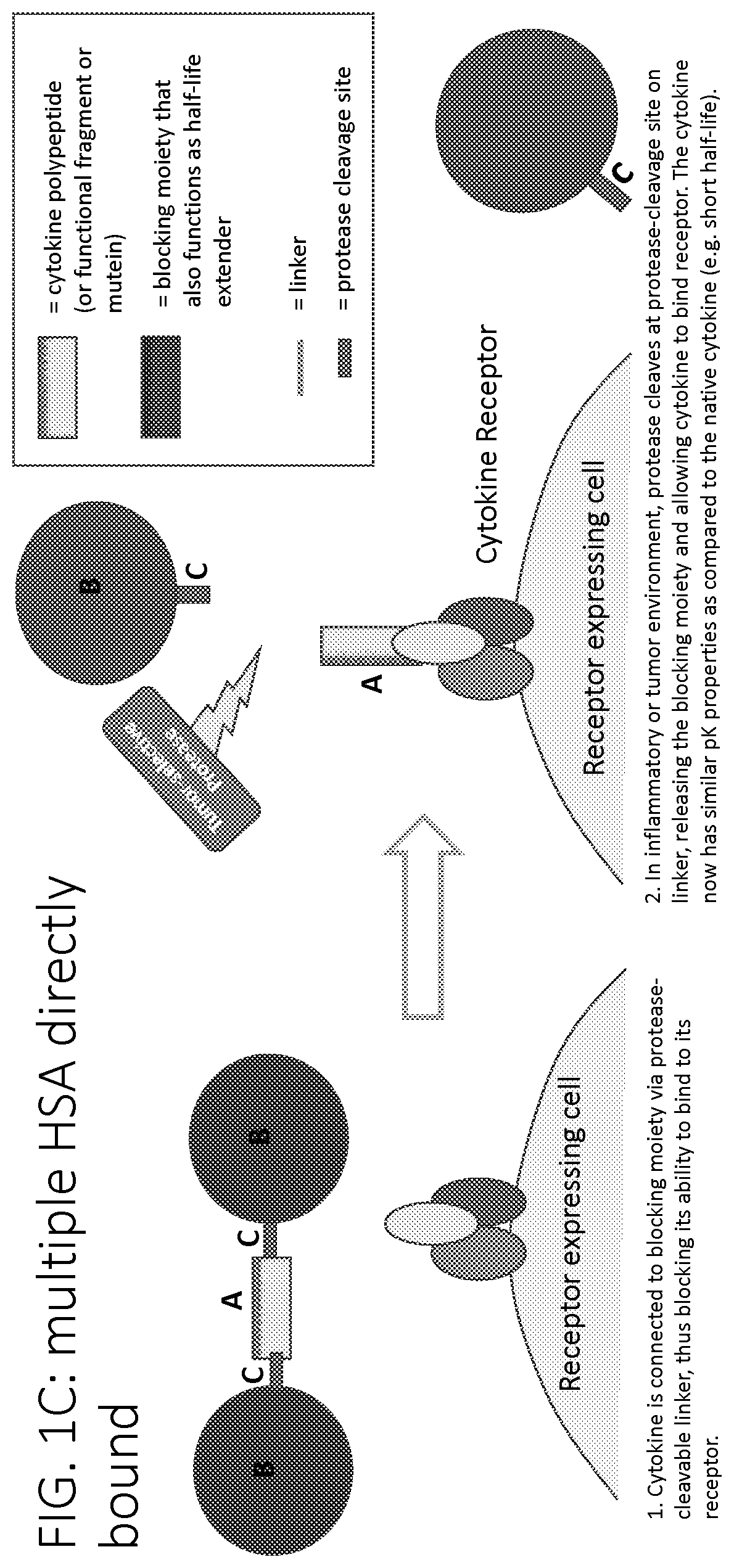 Patent US12617829 Figure 3 – Activatable cytokine polypeptides and methods of use thereof