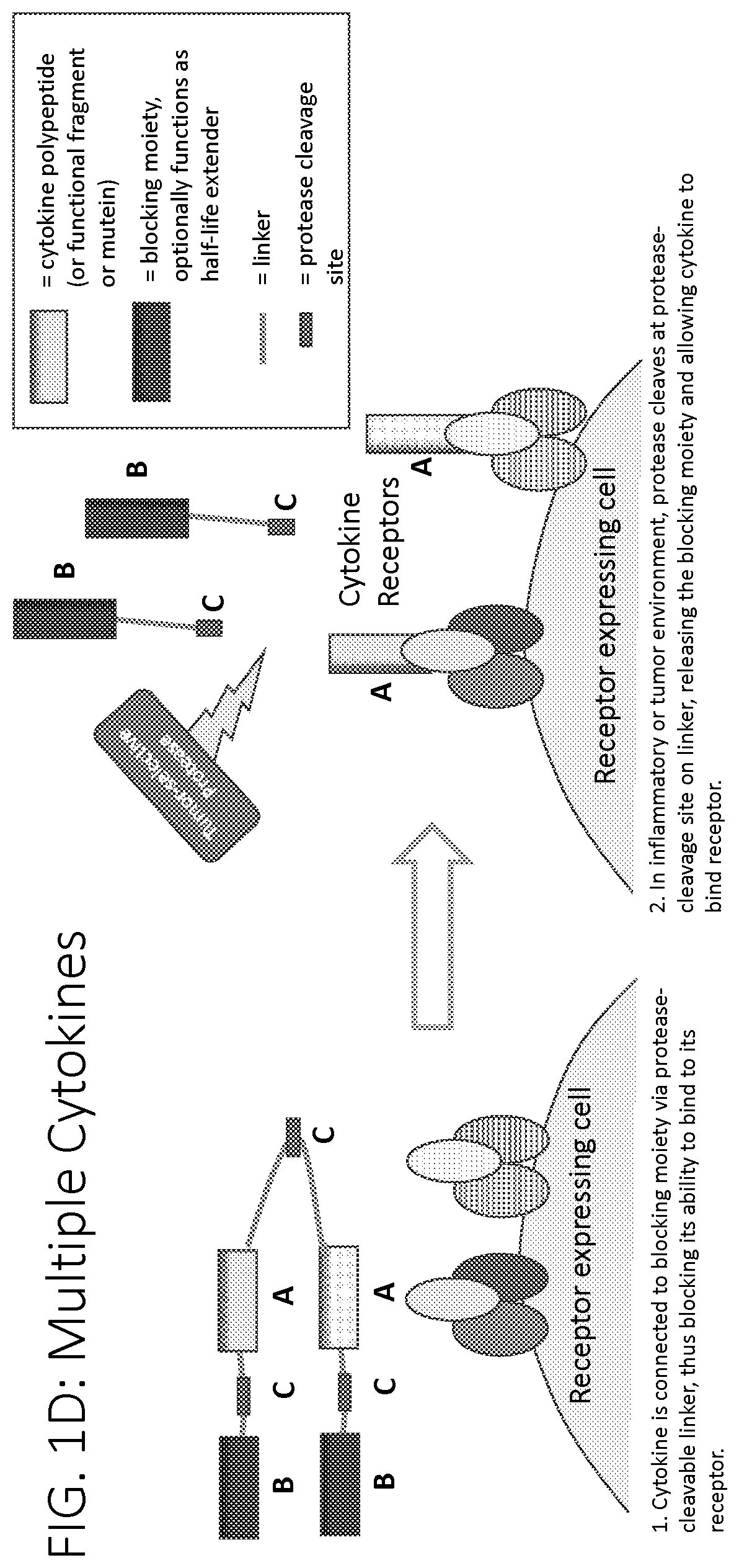 Patent US12617829 Figure 4 – Activatable cytokine polypeptides and methods of use thereof