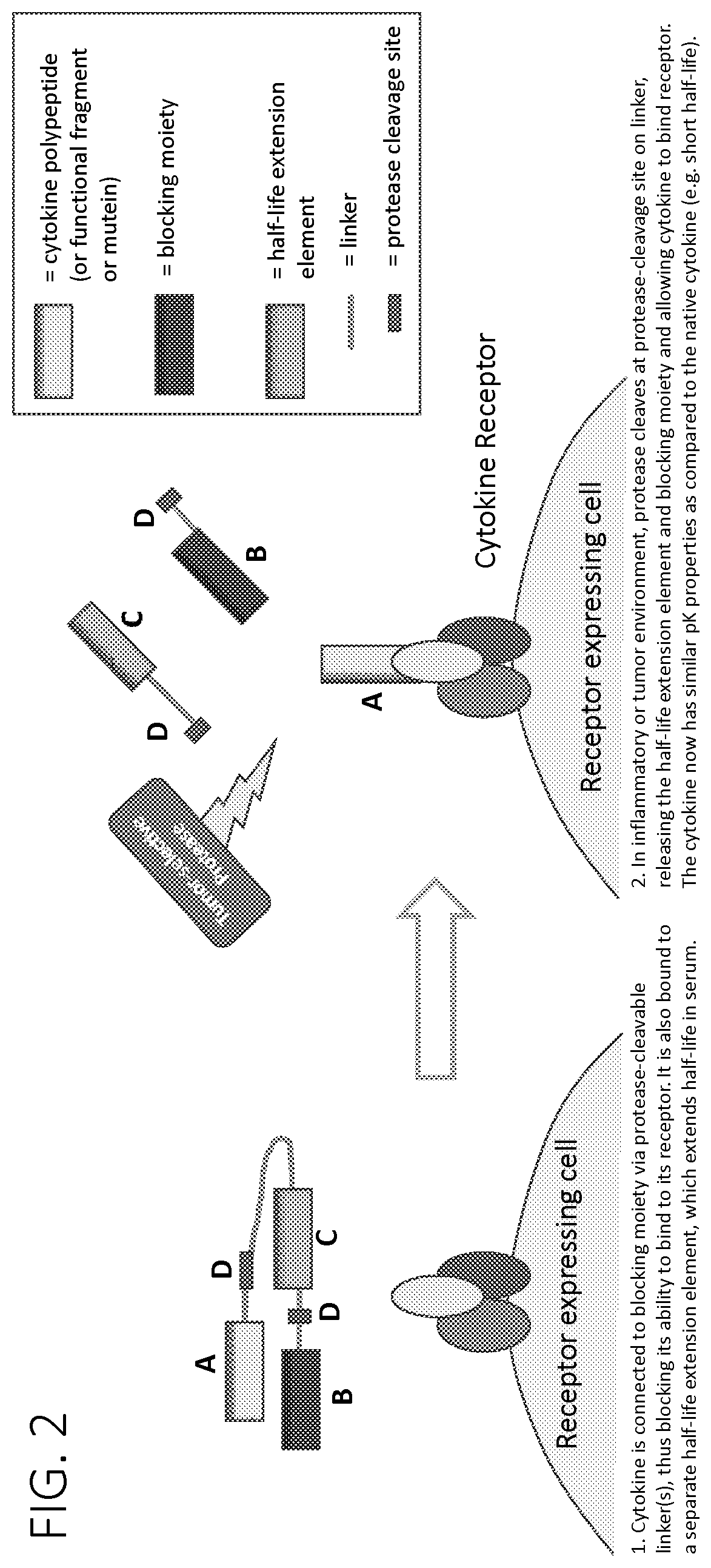 Patent US12617829 Figure 5 – Activatable cytokine polypeptides and methods of use thereof