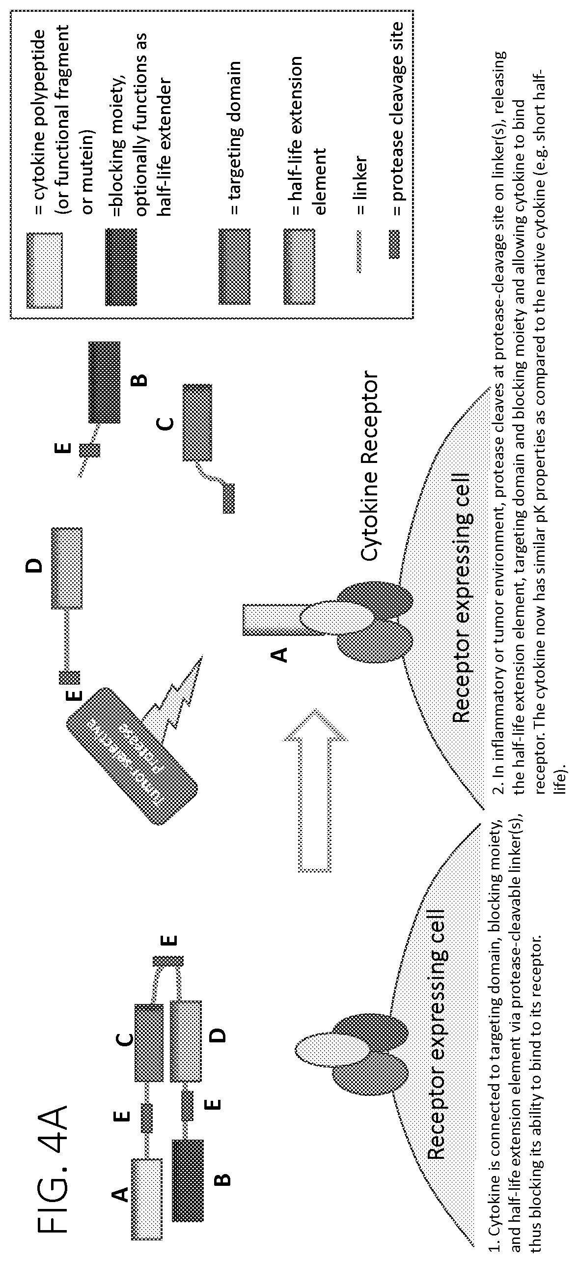 Patent US12617829 Figure 7 – Activatable cytokine polypeptides and methods of use thereof