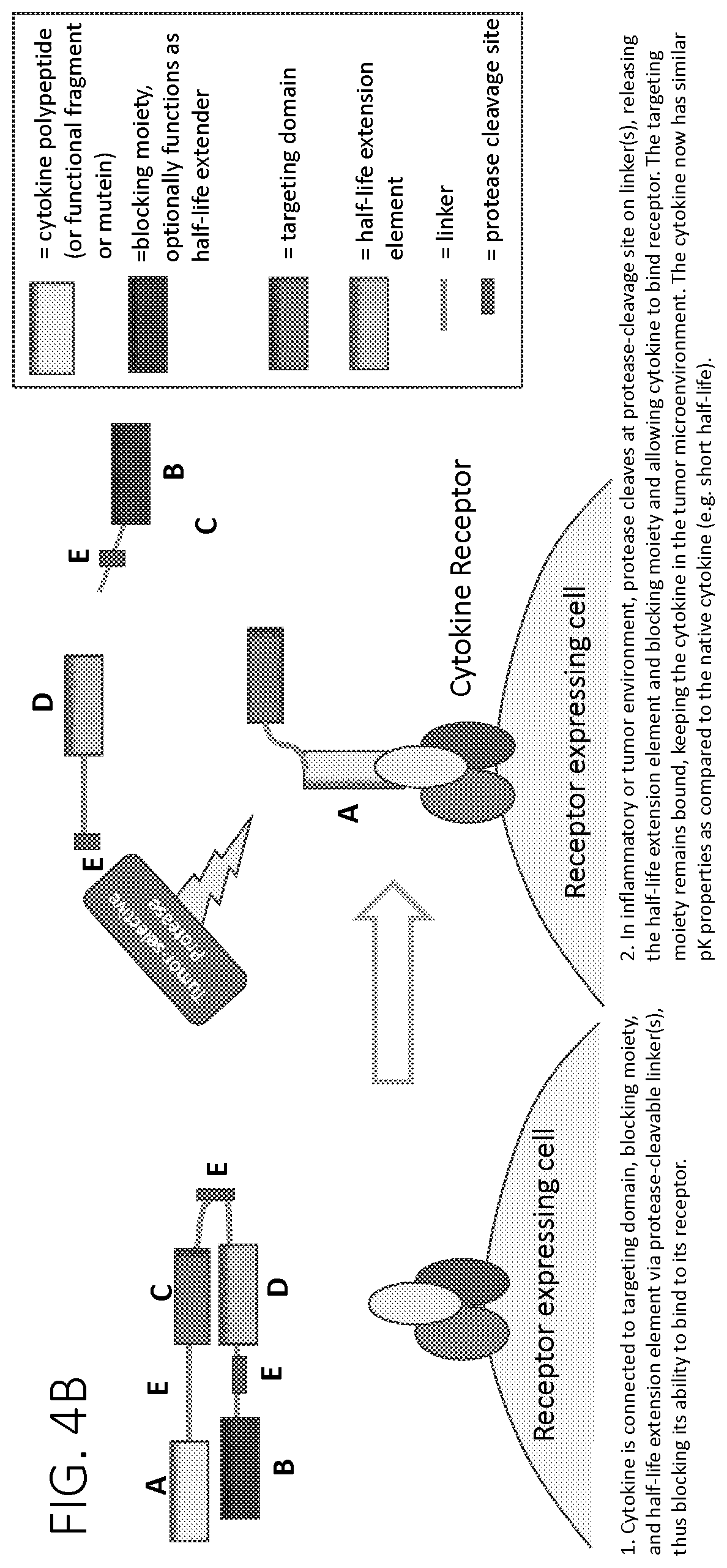 Patent US12617829 Figure 8 – Activatable cytokine polypeptides and methods of use thereof