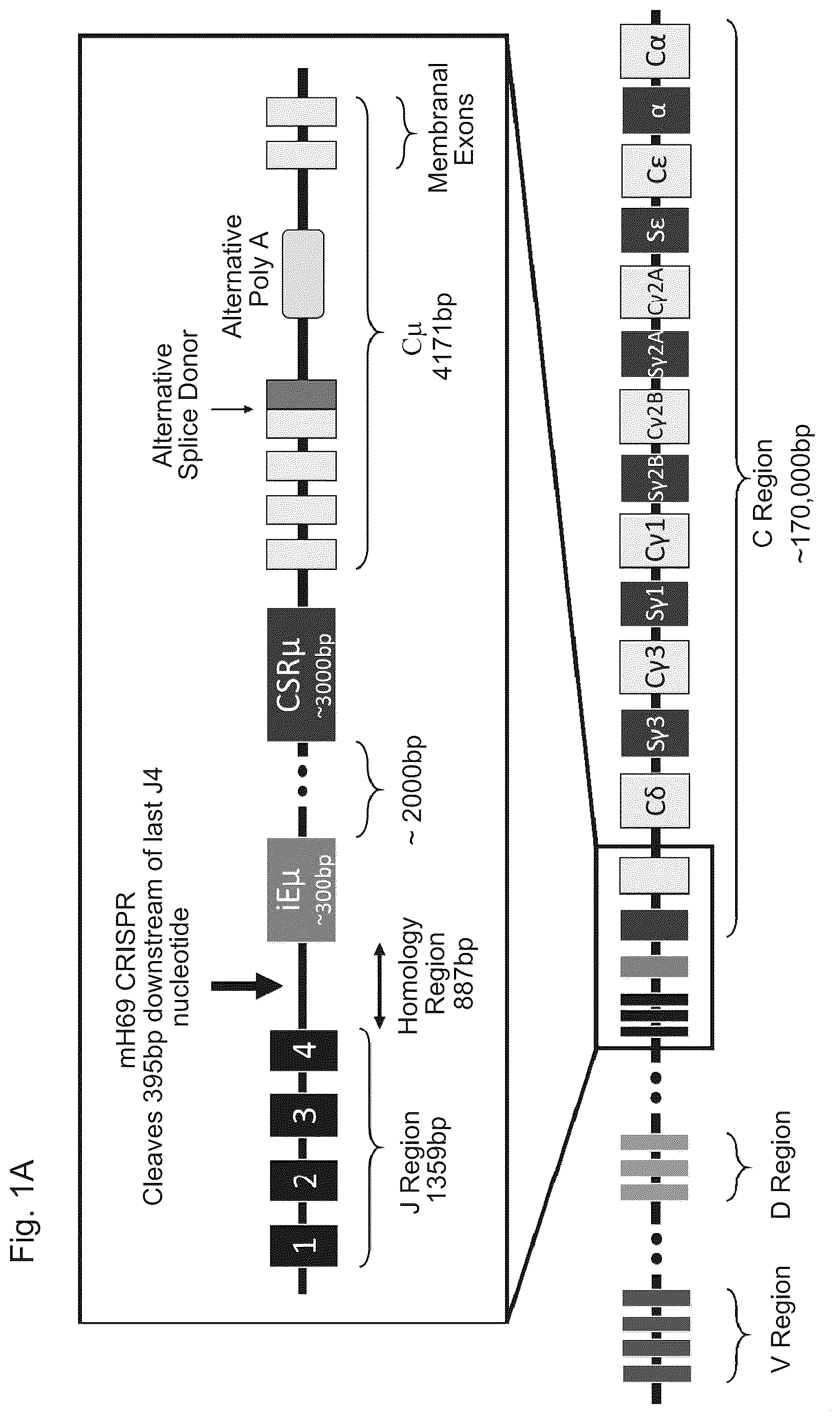 Patent US12617832 Figure 1 – Genetic engineering of B cell receptors and uses thereof in antigen-induced antibody secretion