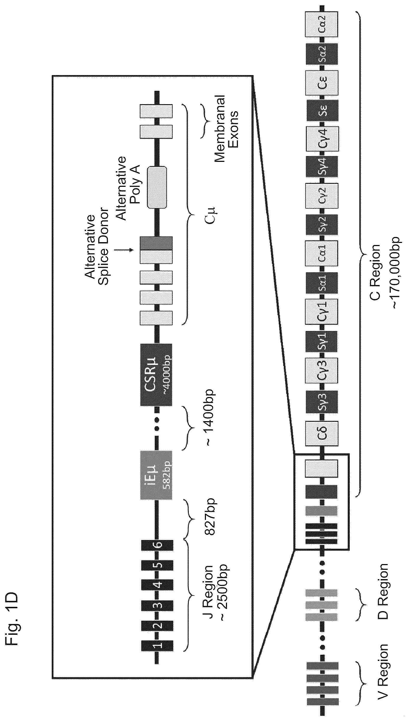 Patent US12617832 Figure 3 – Genetic engineering of B cell receptors and uses thereof in antigen-induced antibody secretion