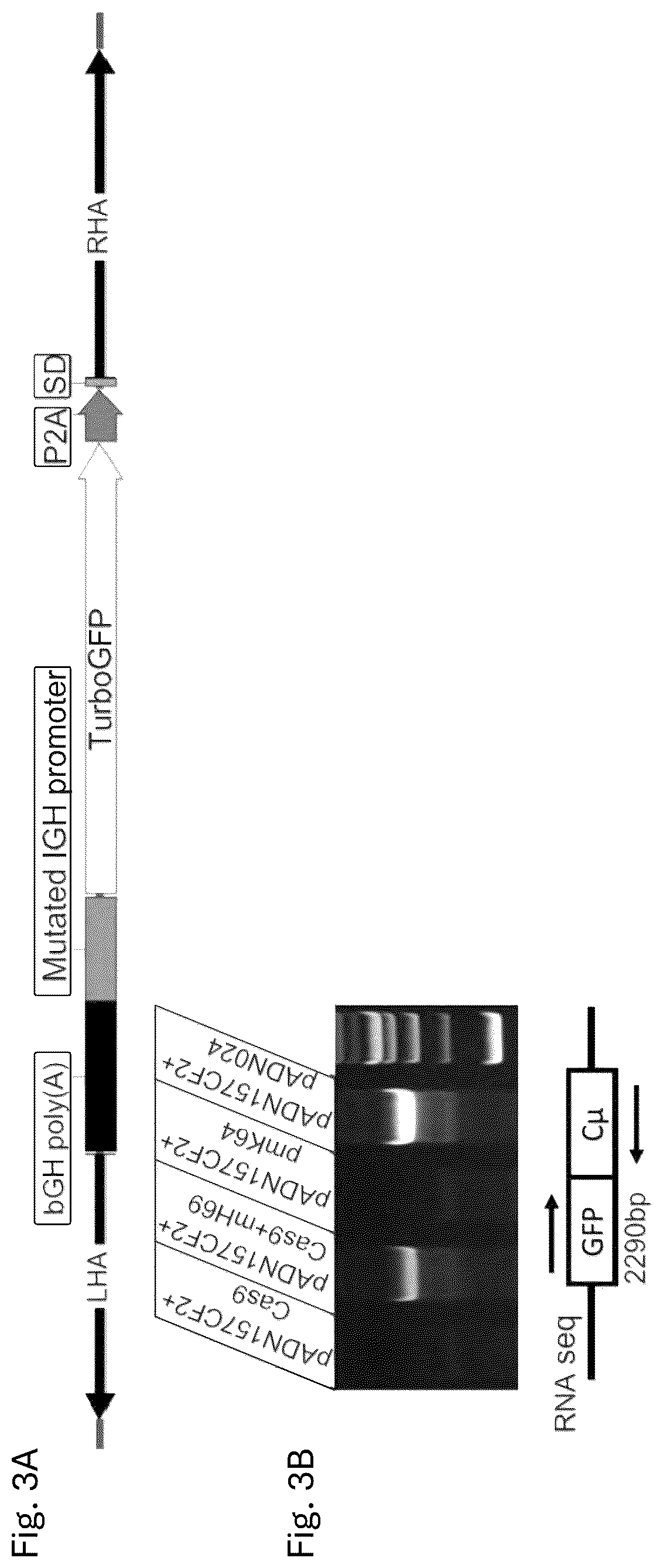Patent US12617832 Figure 6 – Genetic engineering of B cell receptors and uses thereof in antigen-induced antibody secretion