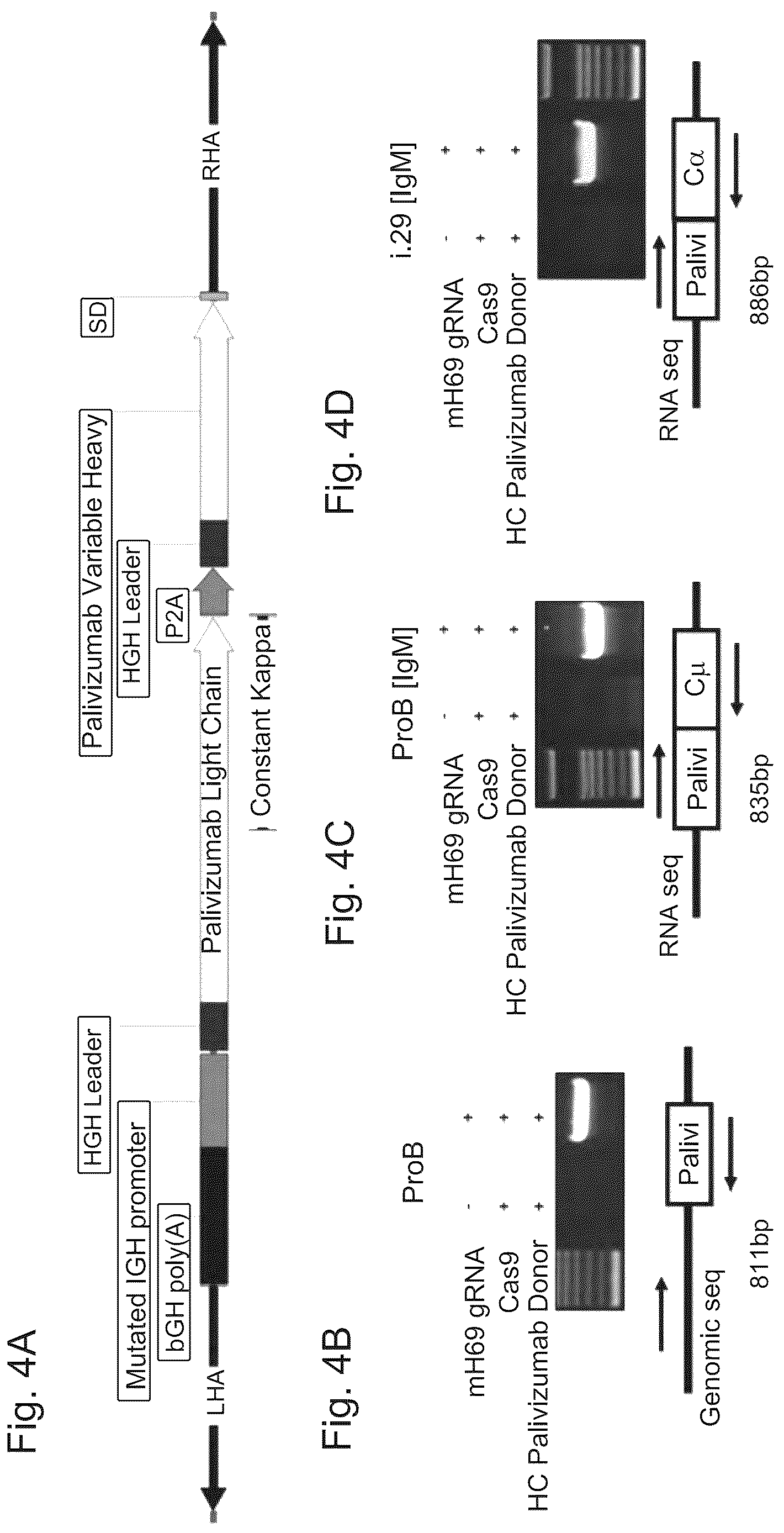 Patent US12617832 Figure 8 – Genetic engineering of B cell receptors and uses thereof in antigen-induced antibody secretion