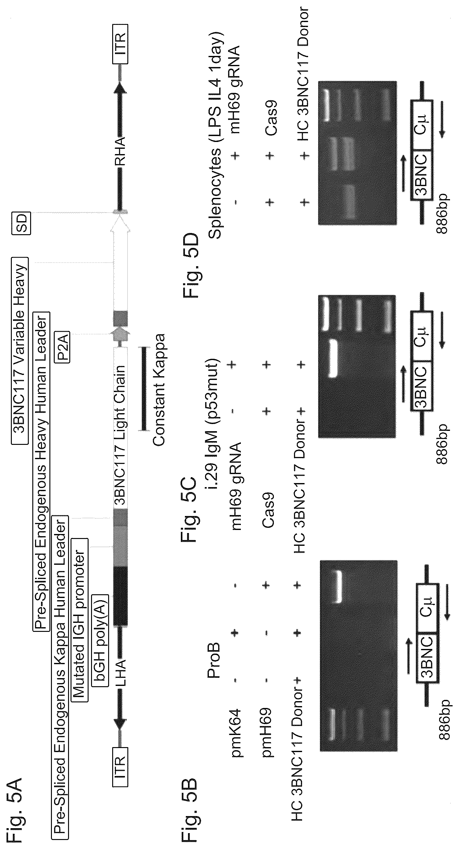 Patent US12617832 Figure 10 – Genetic engineering of B cell receptors and uses thereof in antigen-induced antibody secretion